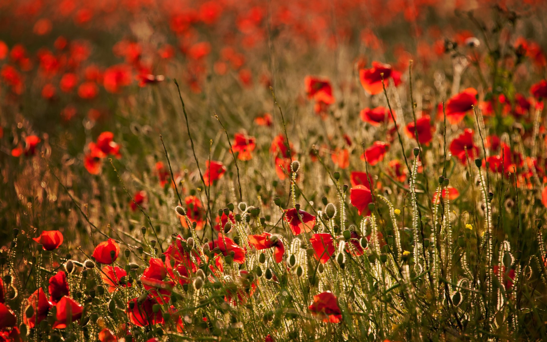 feld mohnblumen landschaft sommer natur