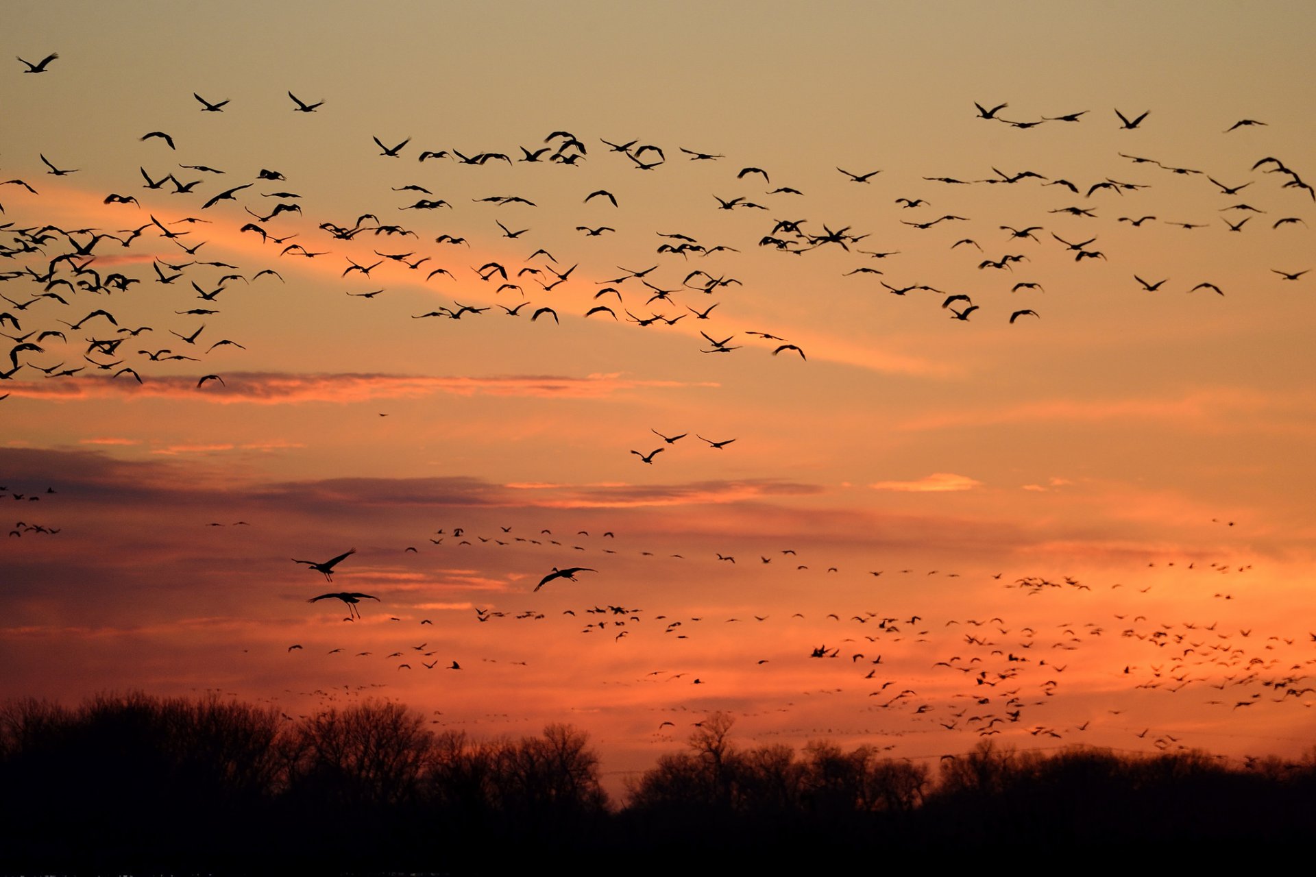 natura cielo uccelli sagome volo tramonto