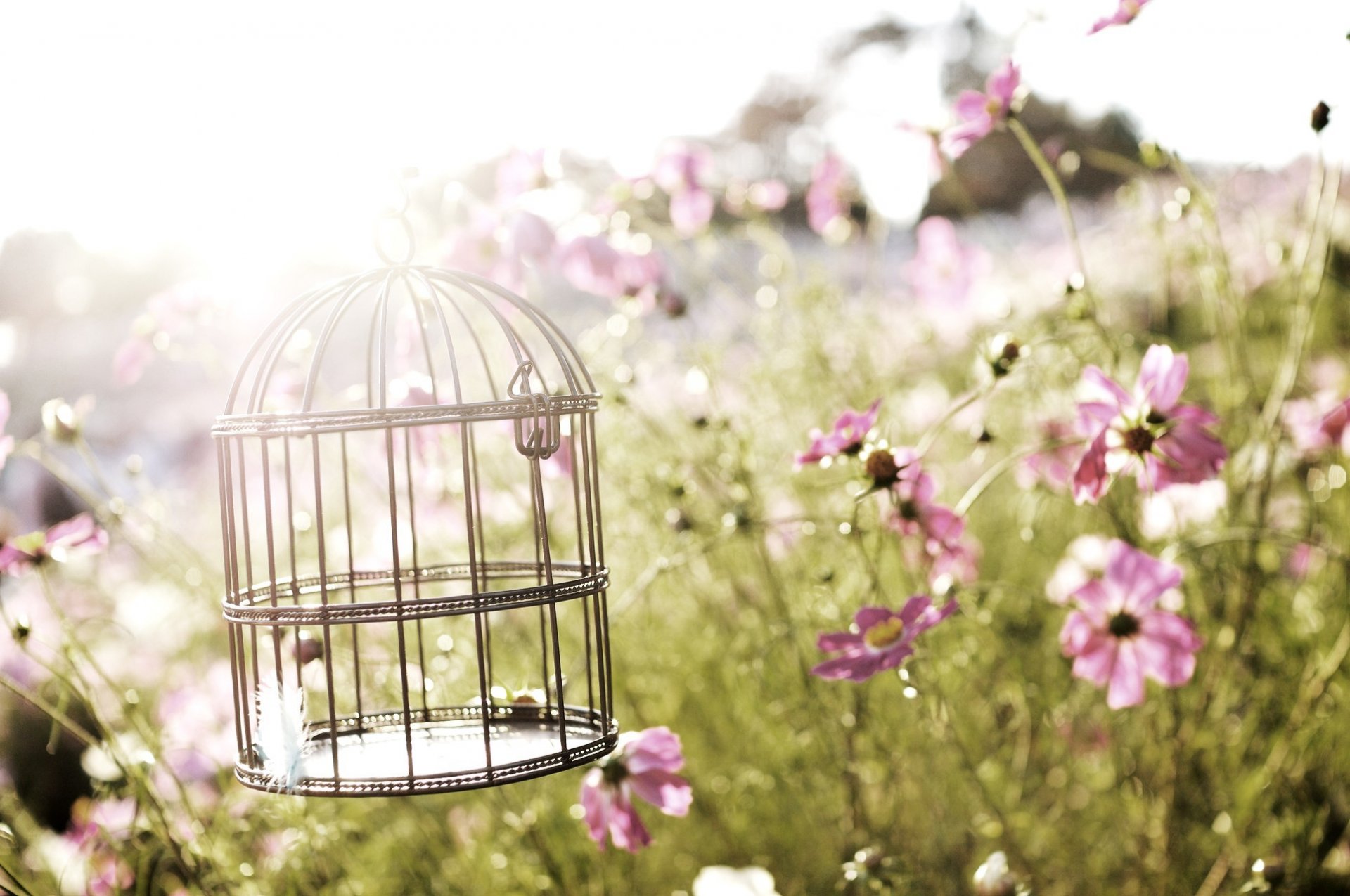 cage flowers nature birdcage