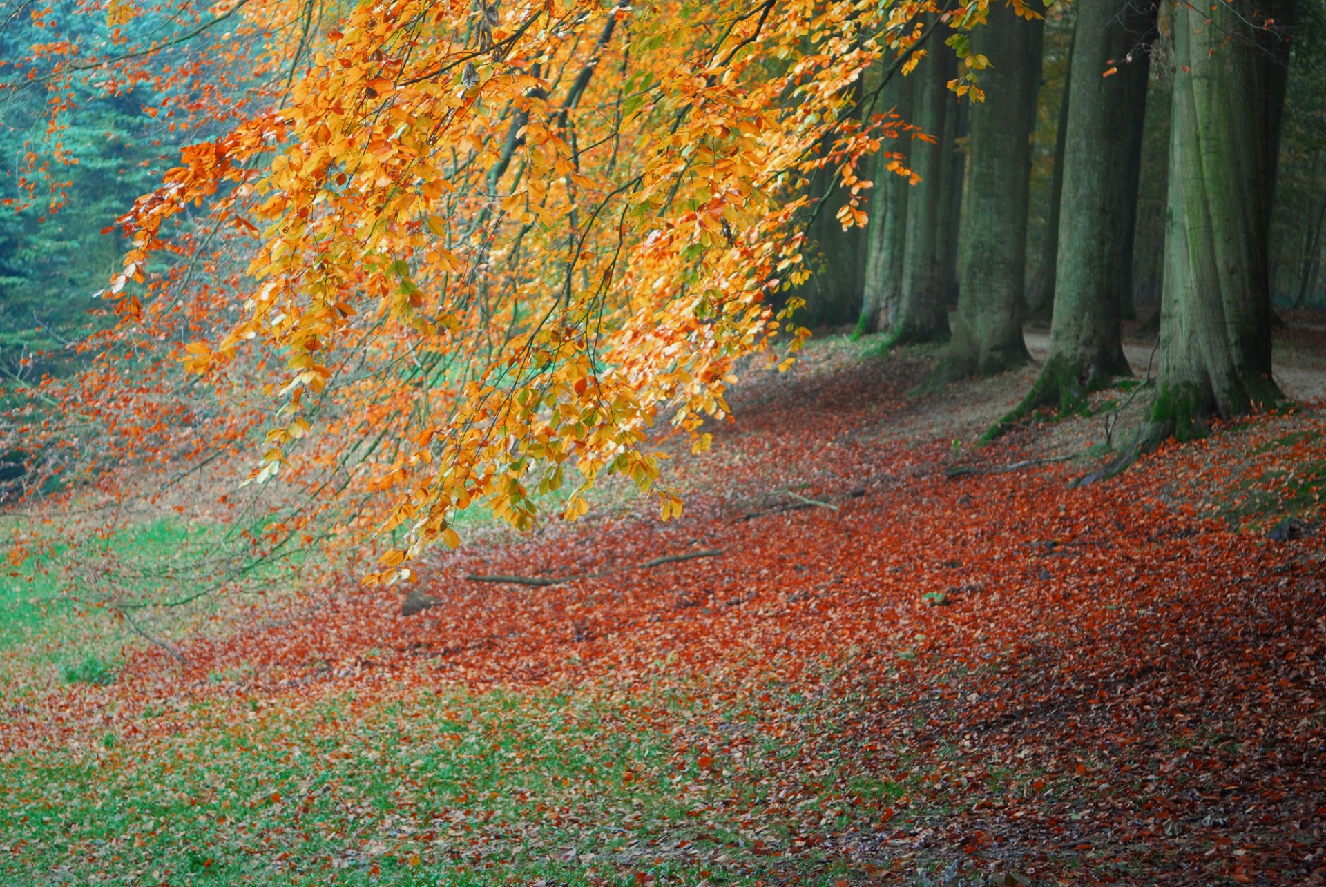 park forest tree leaves autumn