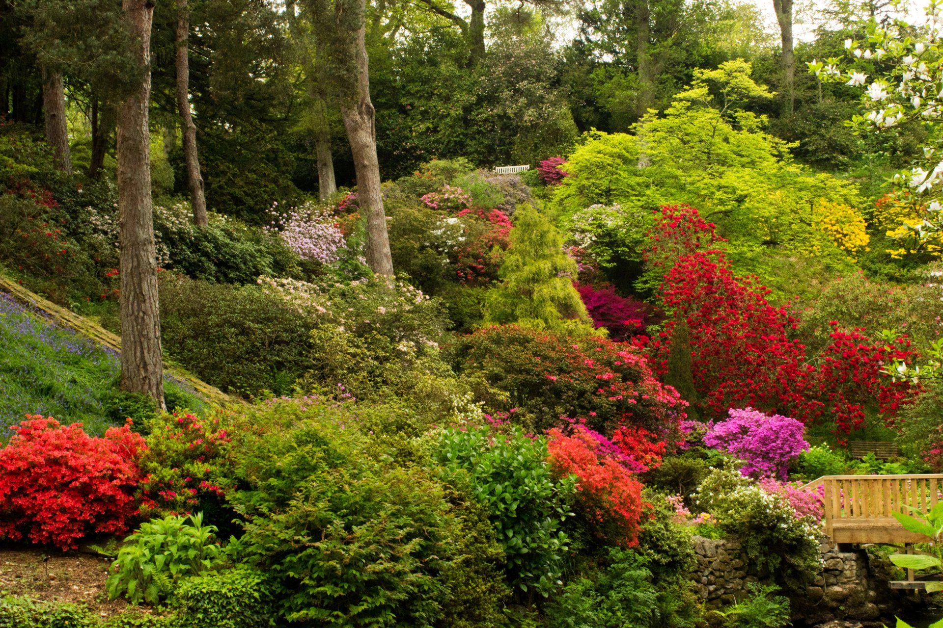 united kingdom bodnant gardens wales park supplies tree bush flower azalea