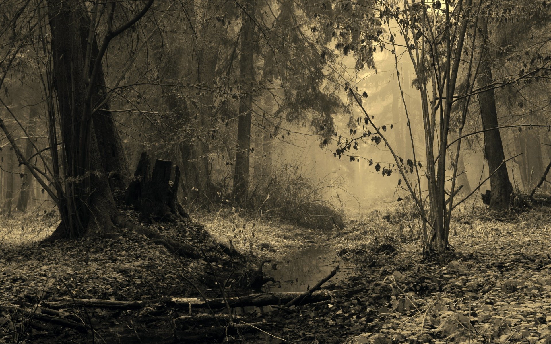 foresta alberi ruscello brina nebbia