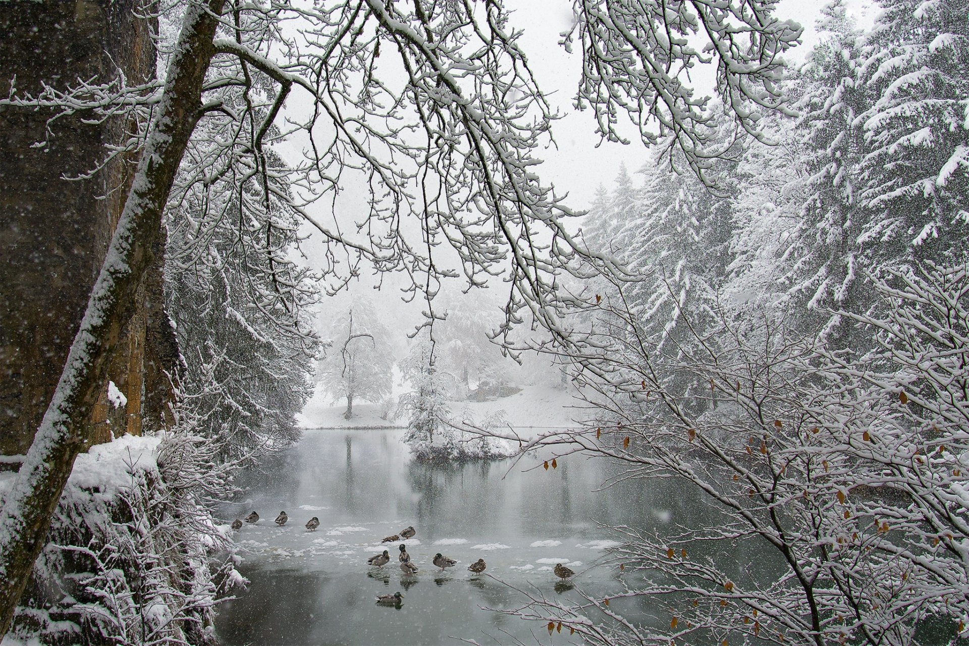 park teich eis schnee winter enten schneefall