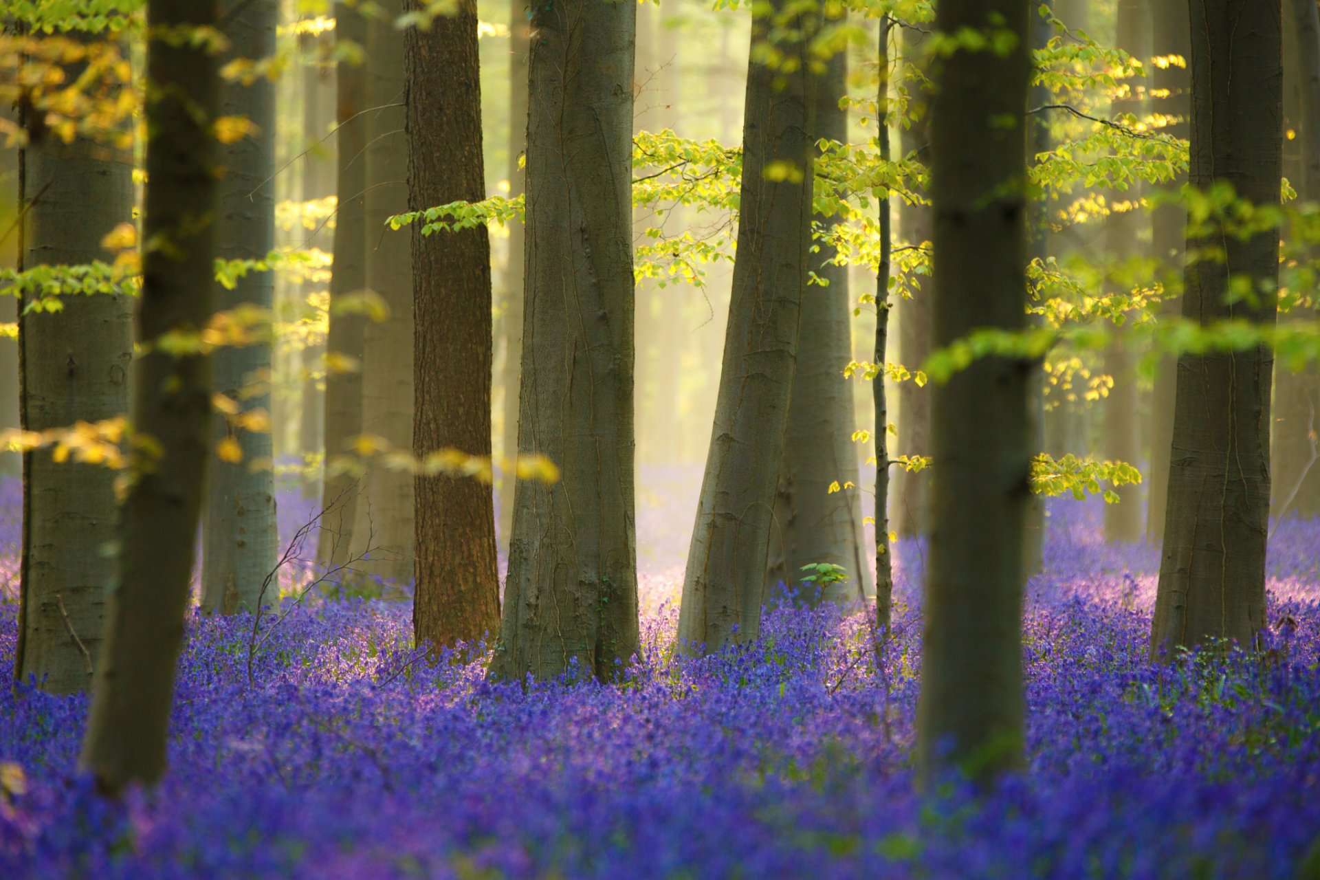 naturaleza primavera árboles bosque flores luz