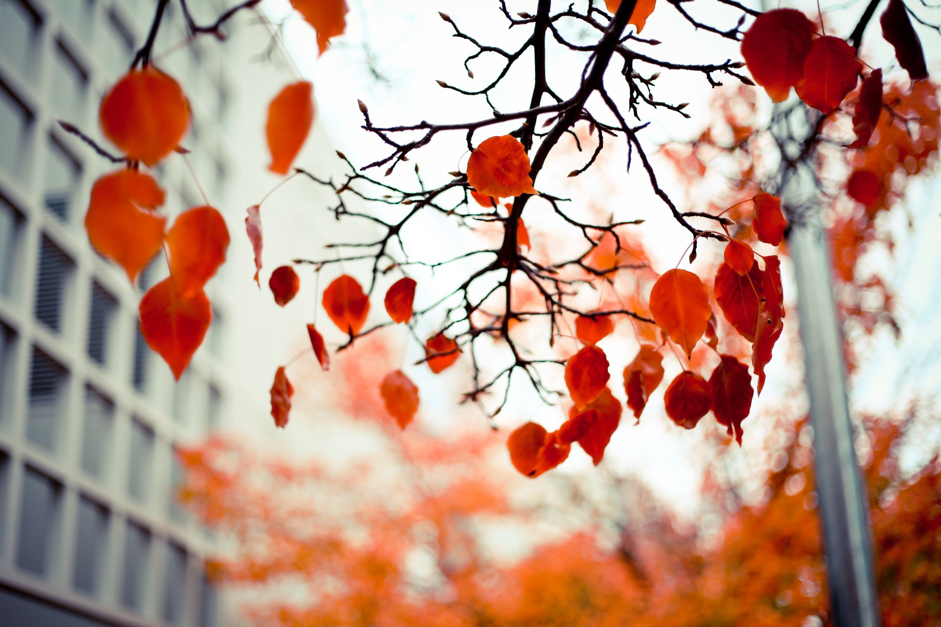 blätter rot herbst zweige