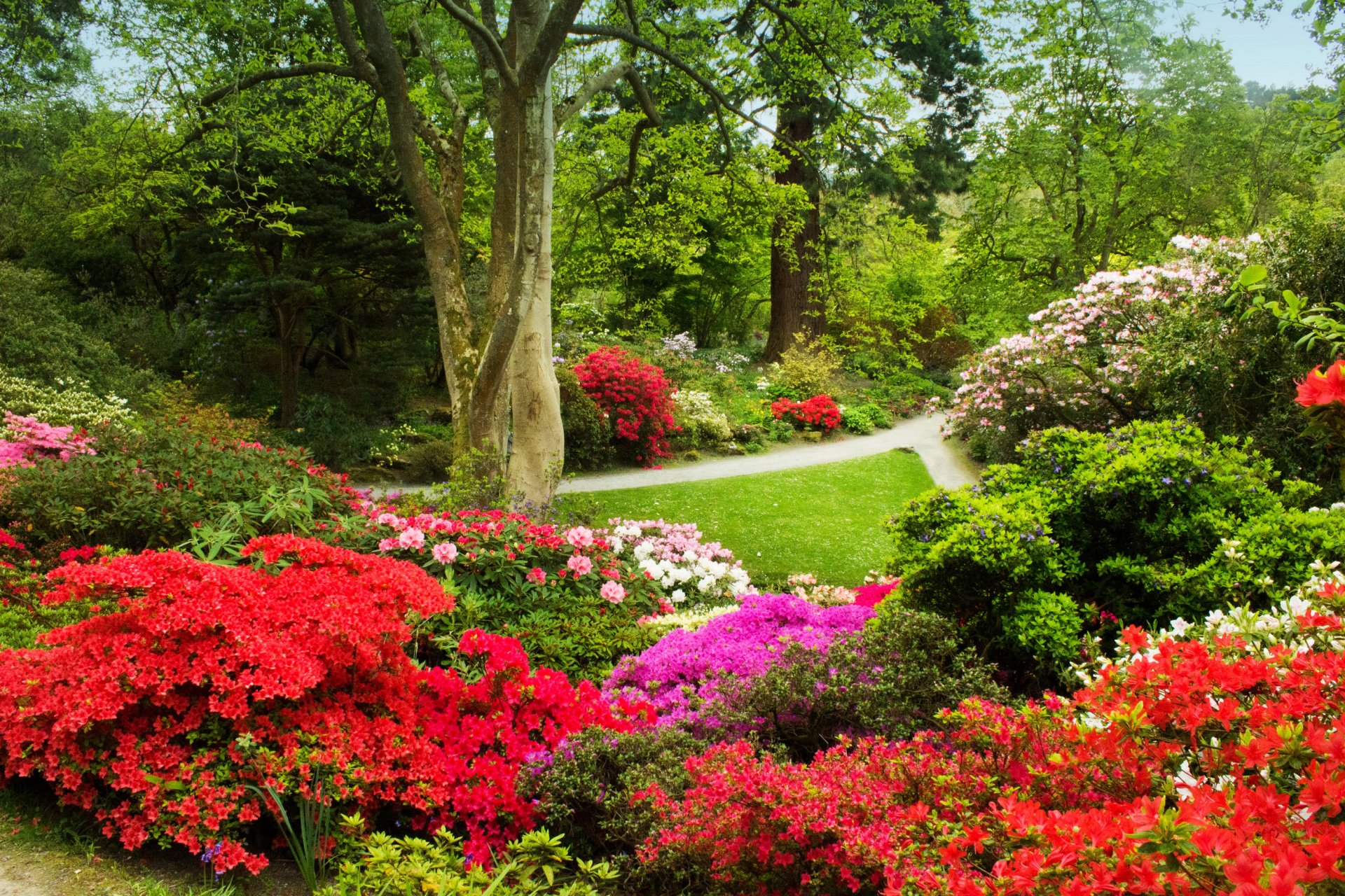 regno unito bodnant giardini galles giardino alberi cespugli erba verde passerelle fiori multicolori azalea