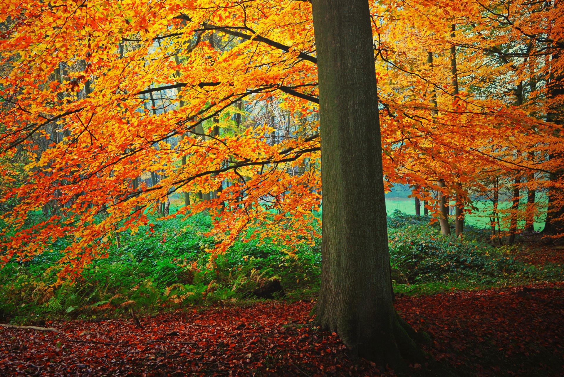 foresta albero cespugli foglie autunno