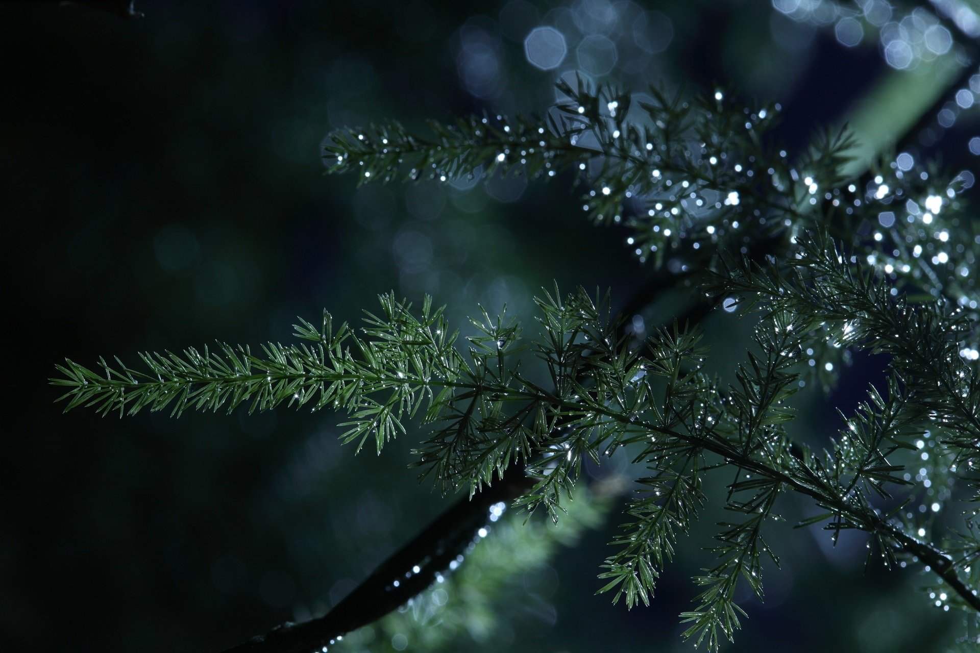 nature close up branches water droplet