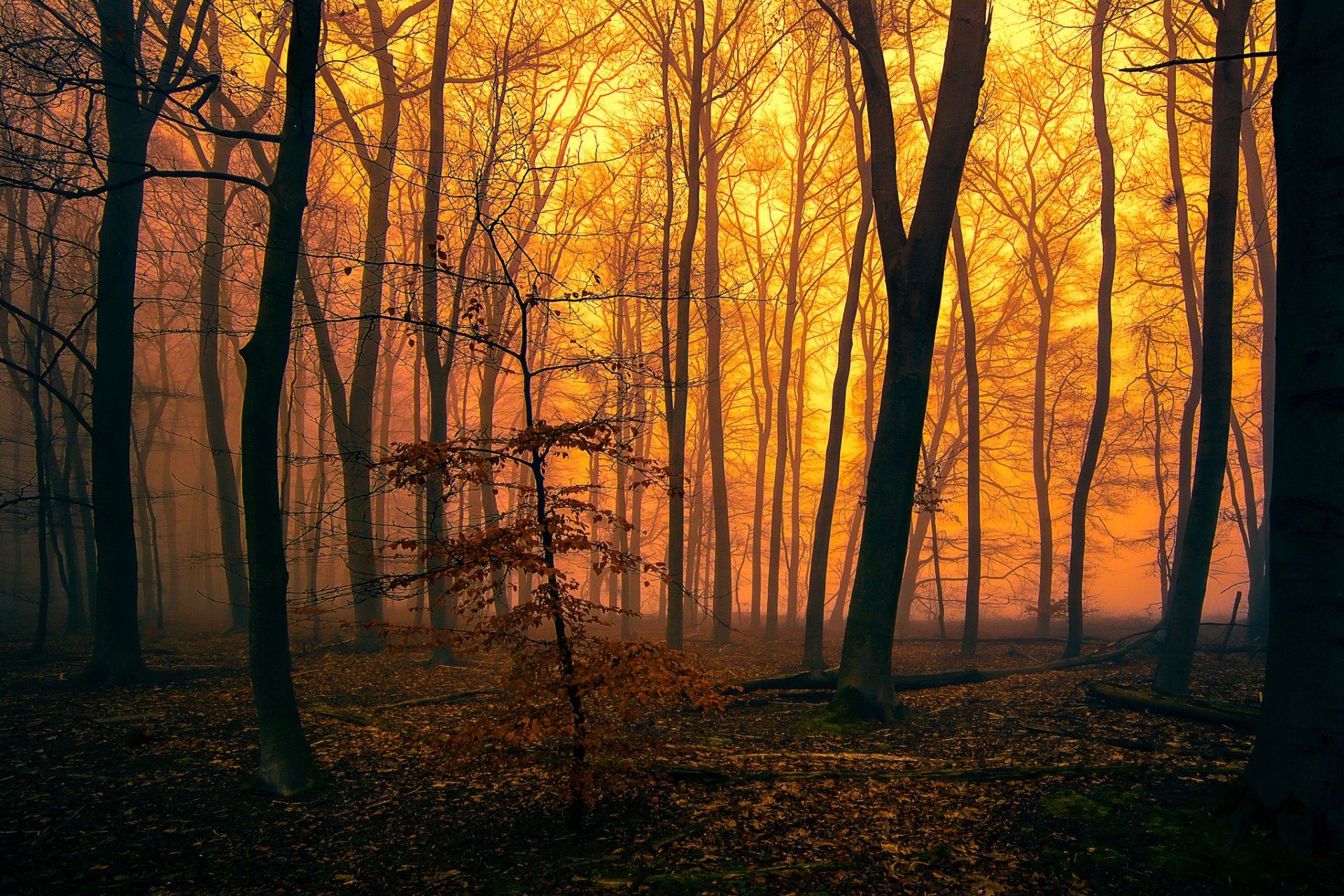 forêt arbres soirée brouillard lueur automne