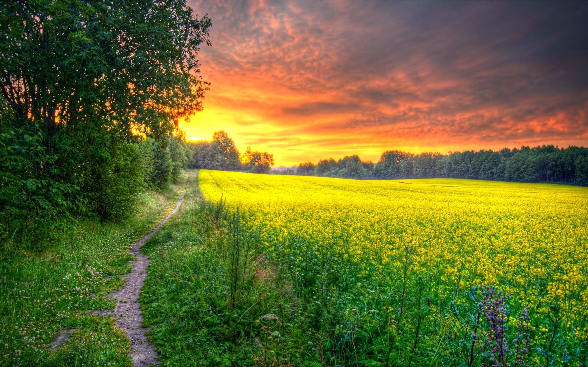 amanecer mañana sol campo hierba bosque flores camino