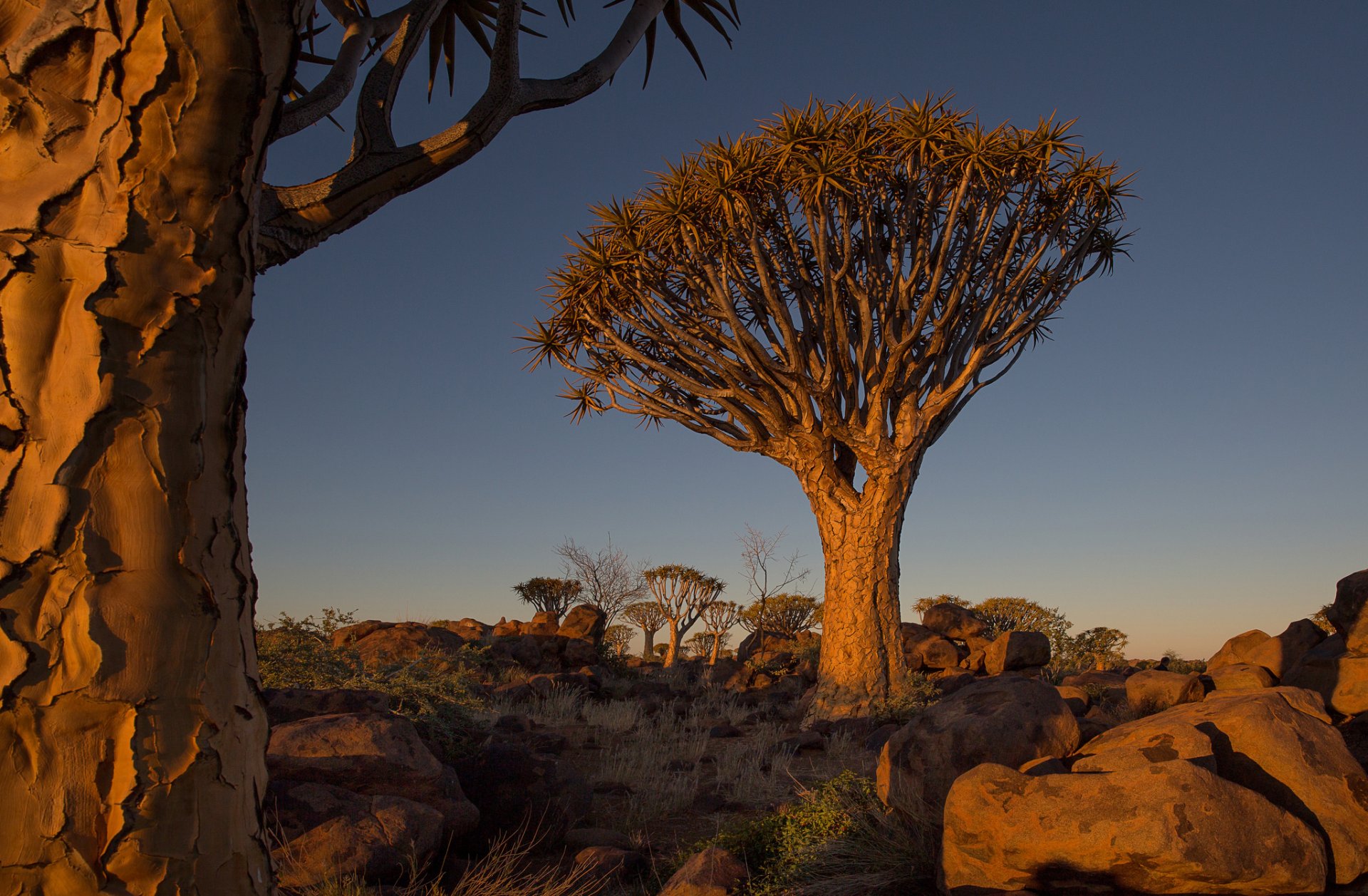 namibia africa sky sunset tree stones landscape