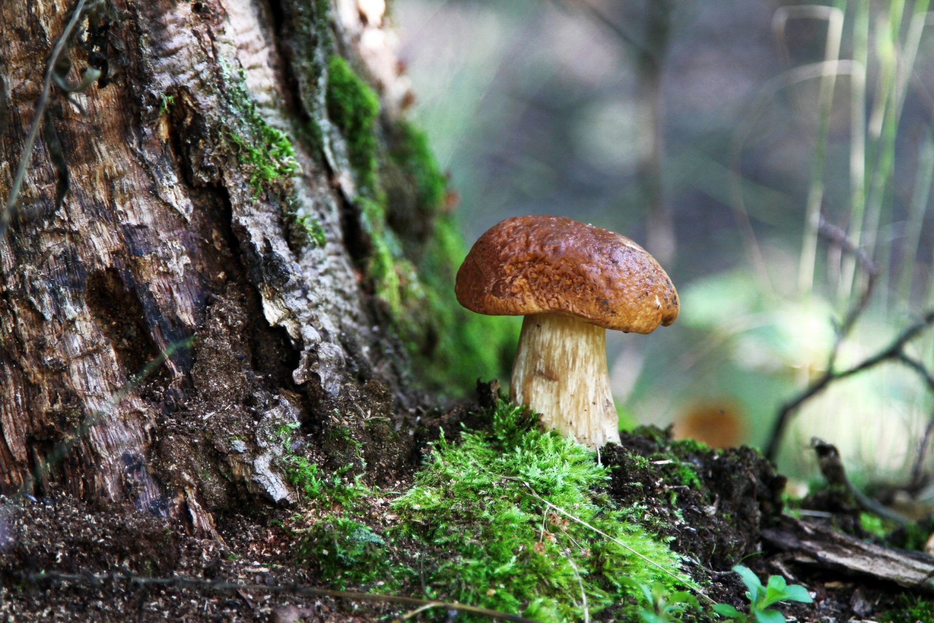 mushrooms forest summer nature