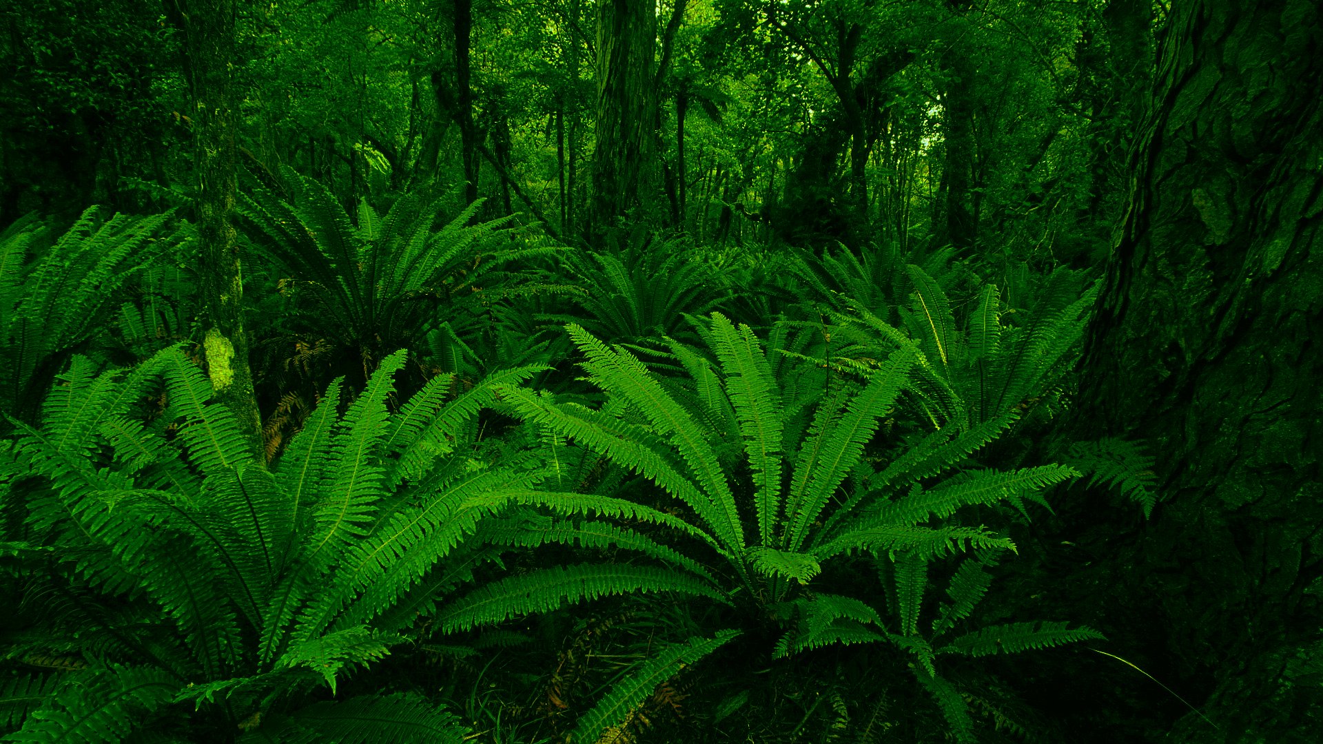 plants green leaf forest