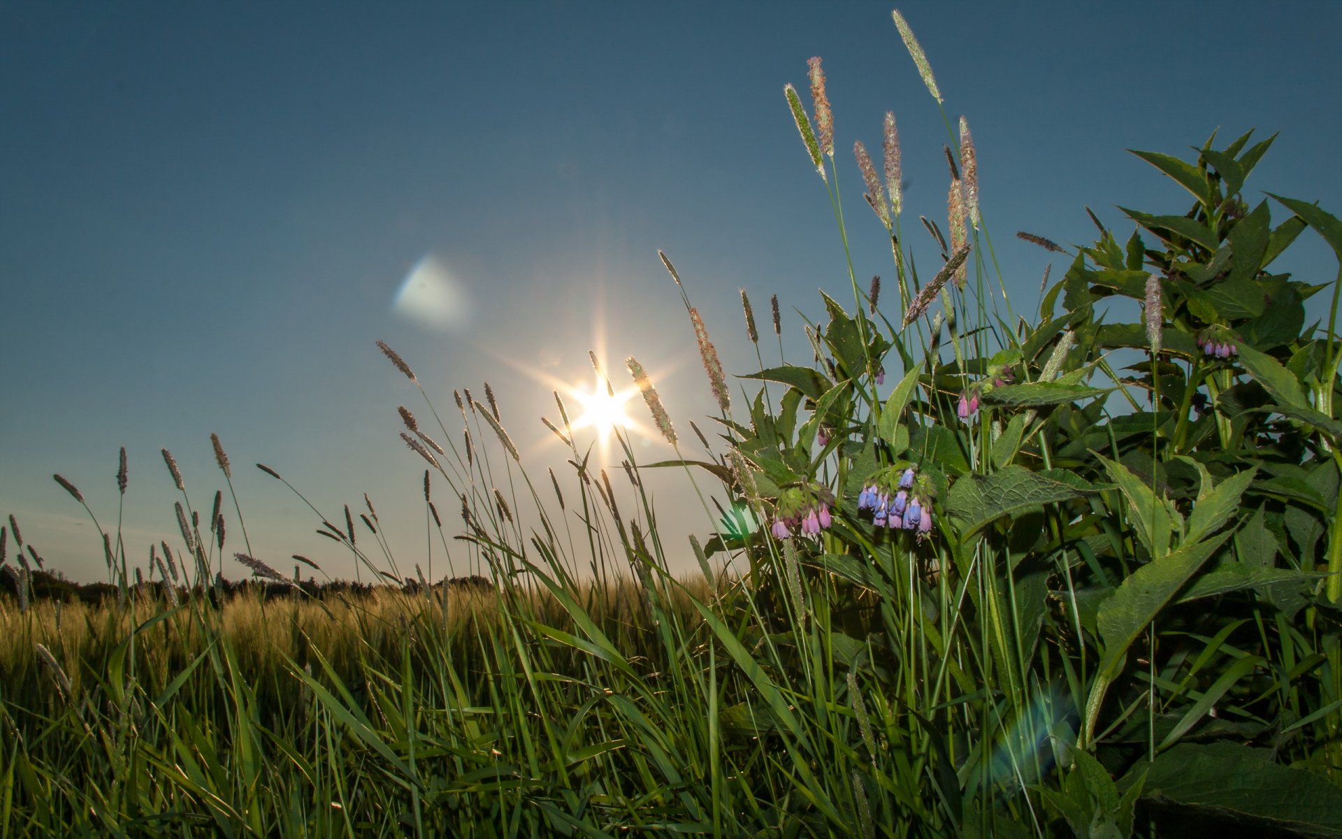 grass sunset nature