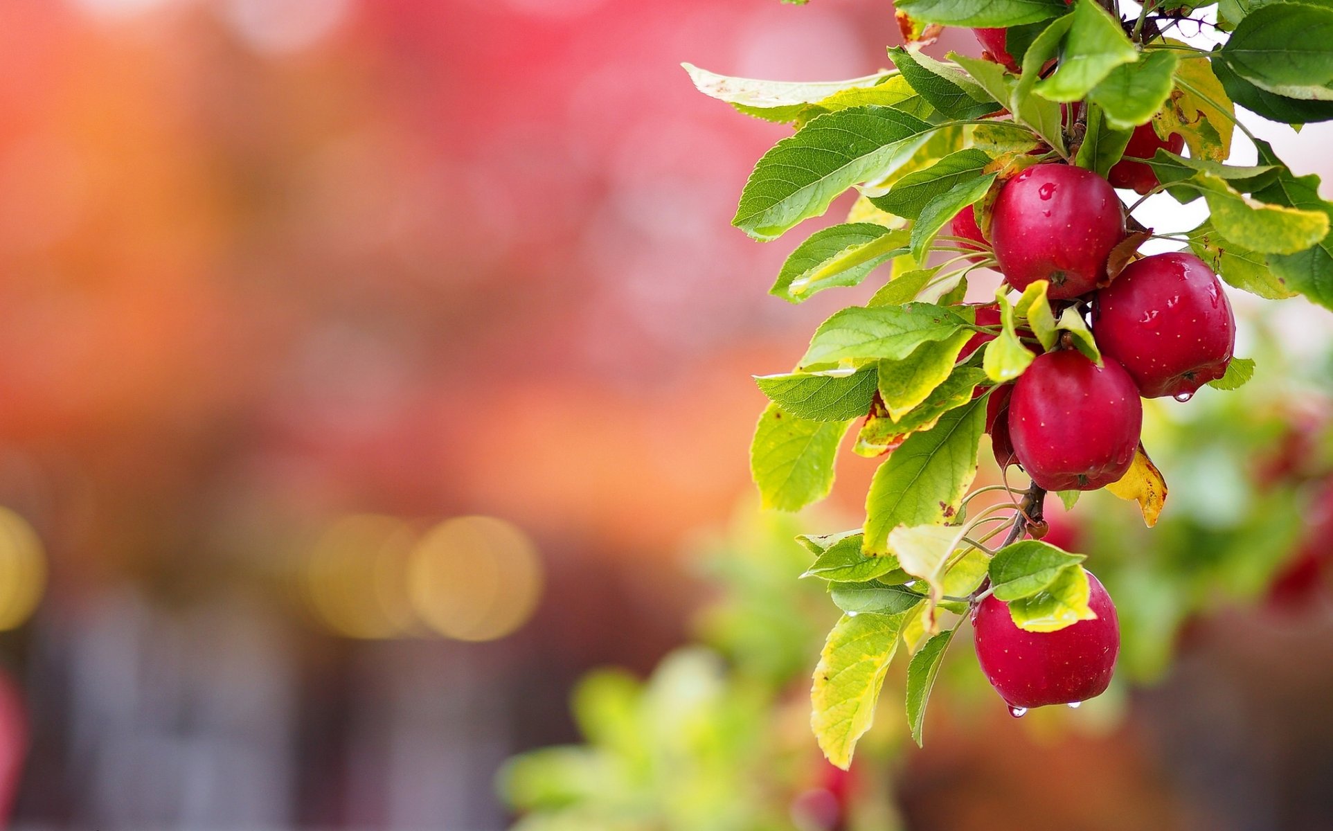 branch of apple branch apples leave