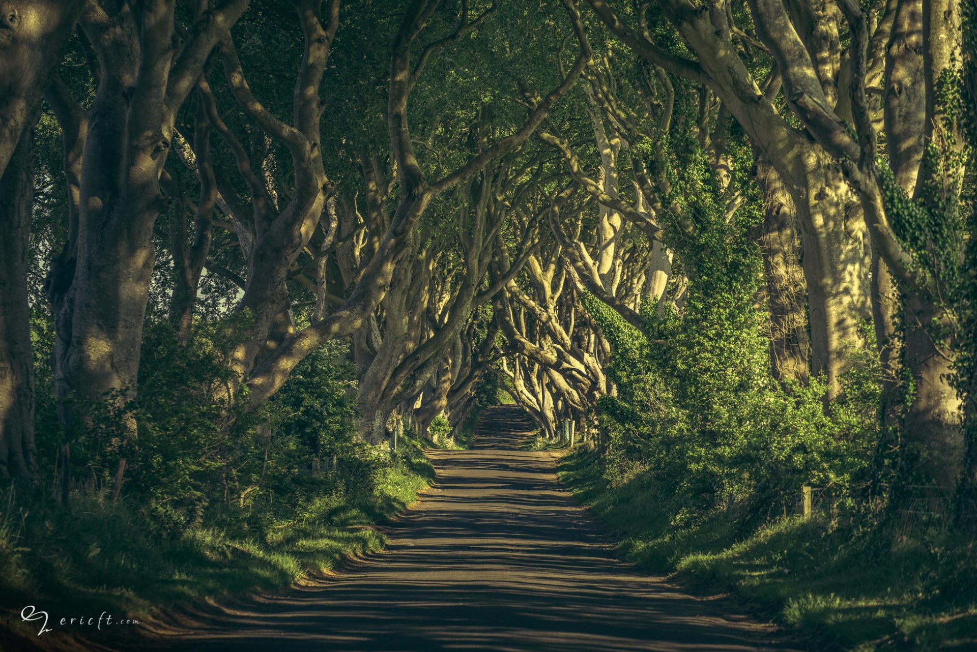 route arbres nature branches