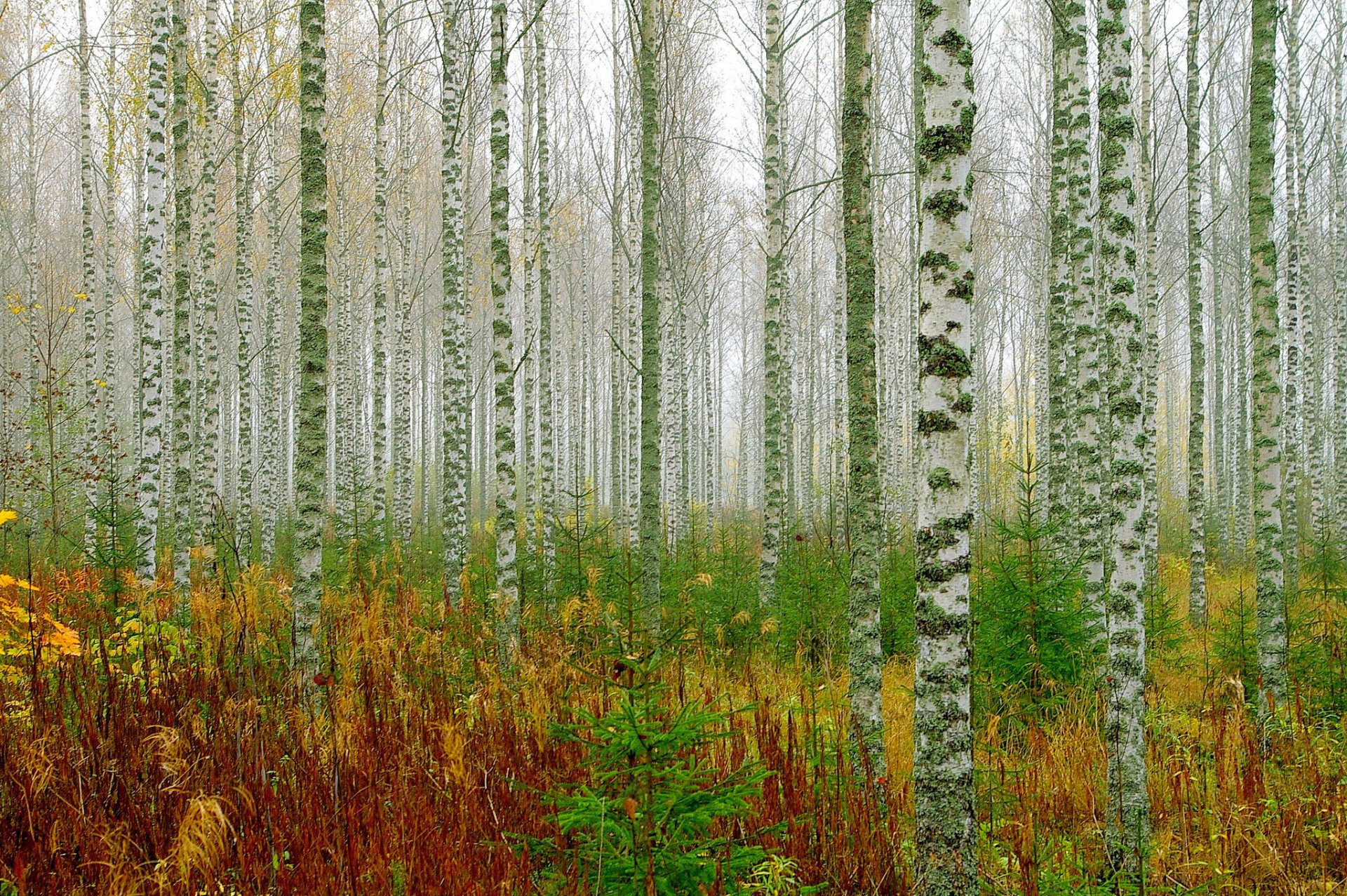 bosque arboleda árboles abedules