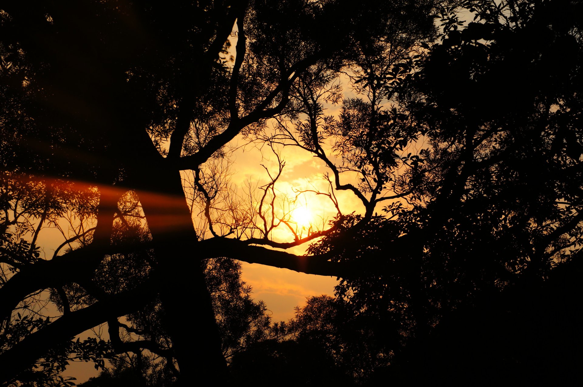 baum laub sonne wolken