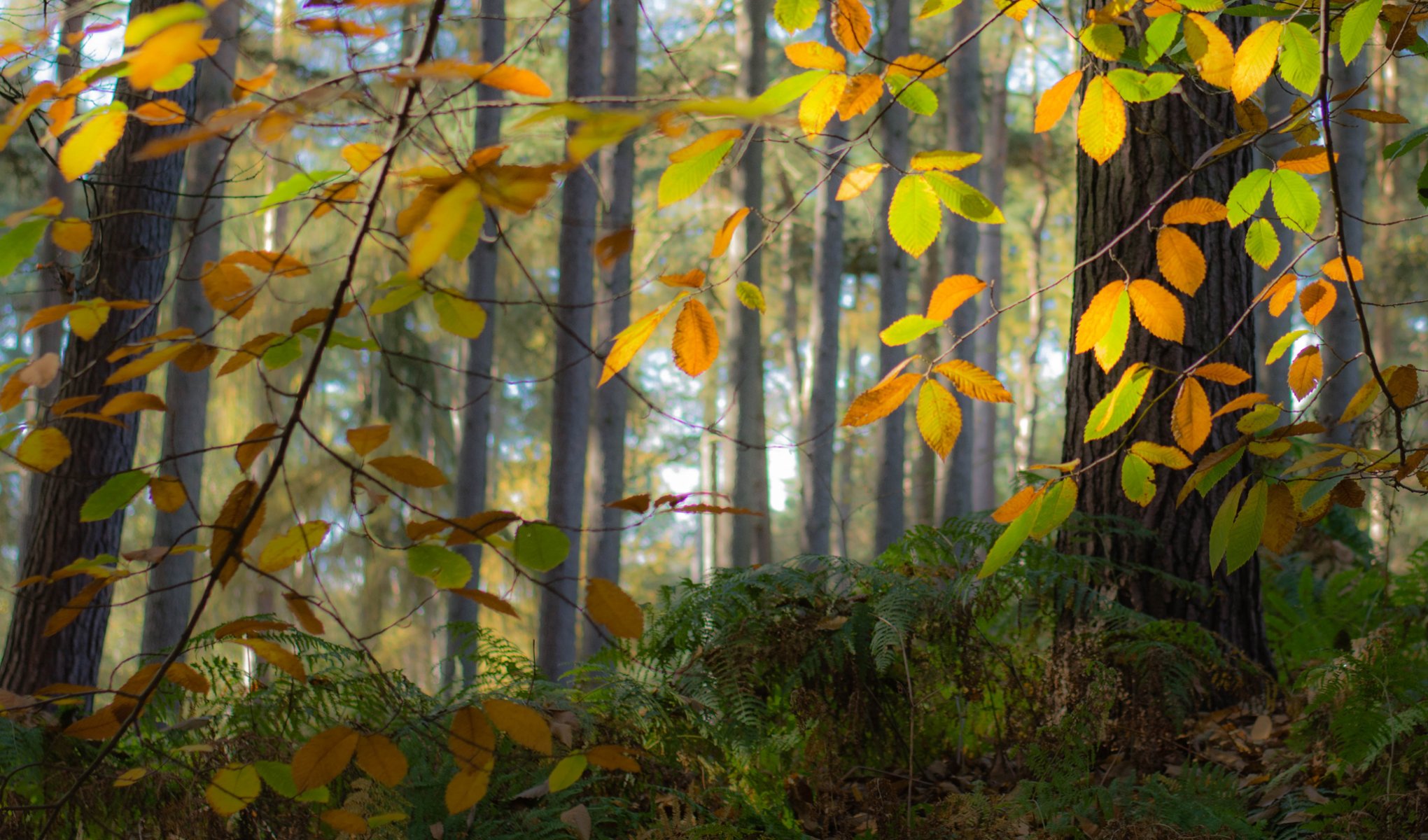 foresta alberi foglie autunno nebbia