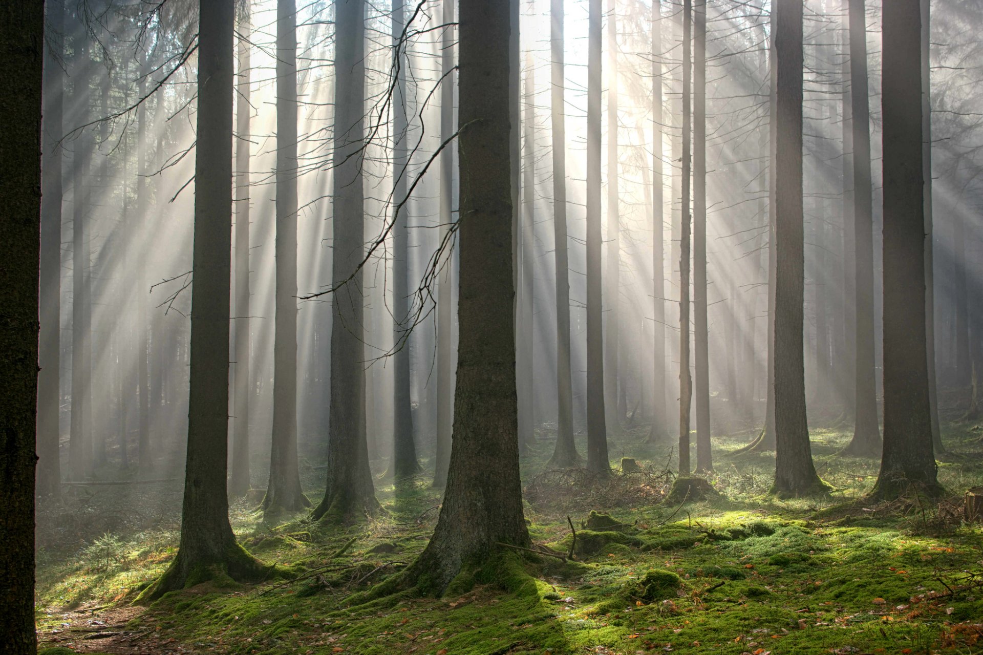 bosque niebla luz rayos otoño