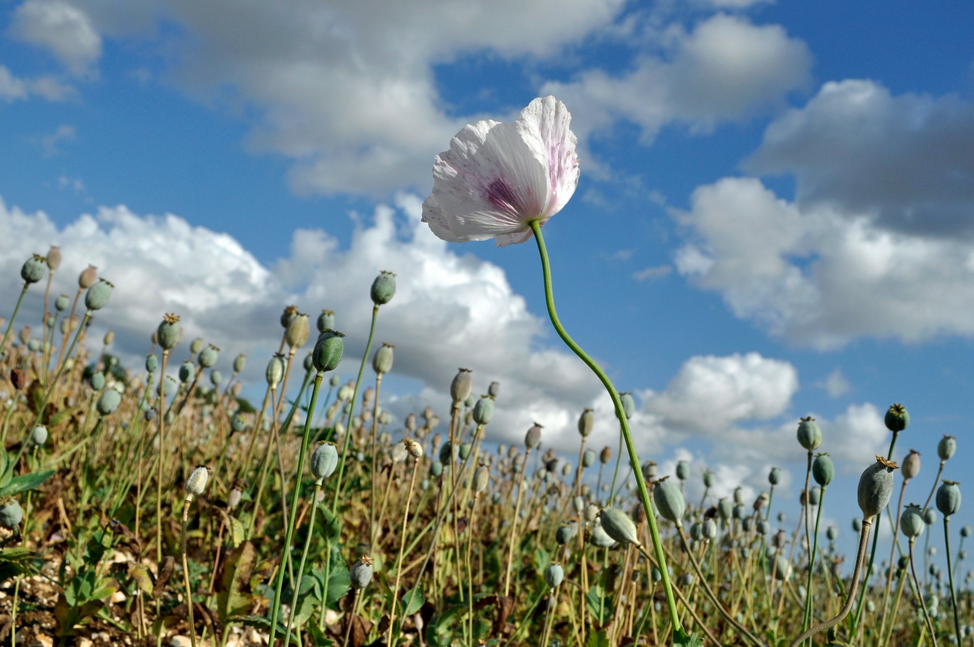 ky clouds the field meadow poppy flower