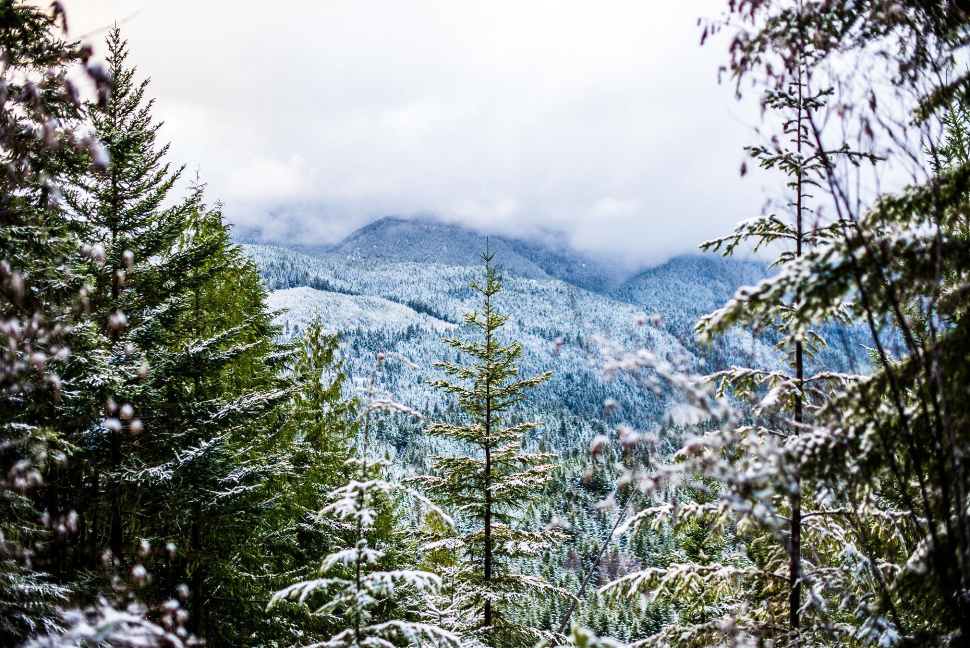 inverno neve foresta montagne alberi nebbia freddo