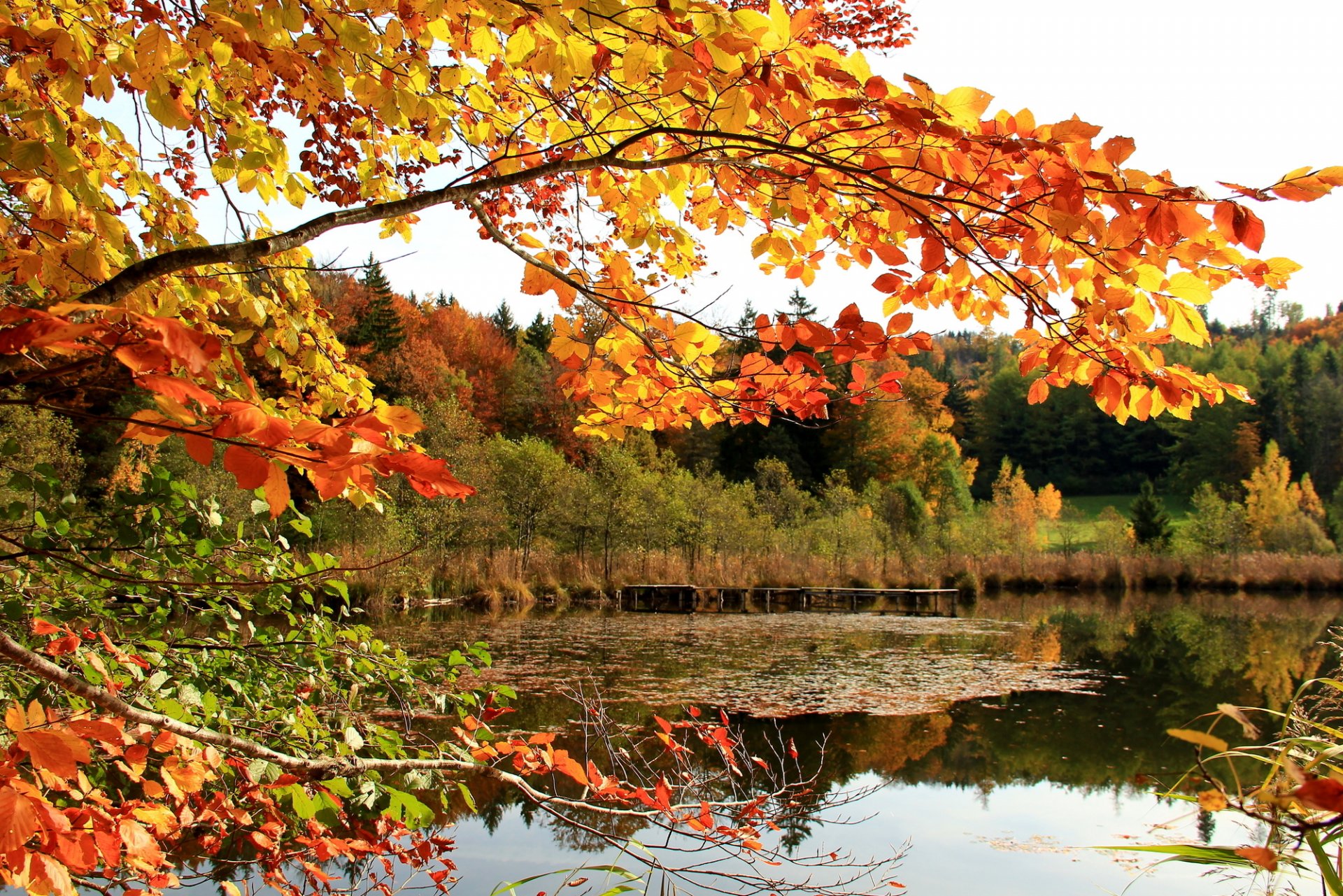 ciel forêt lac branche feuilles automne