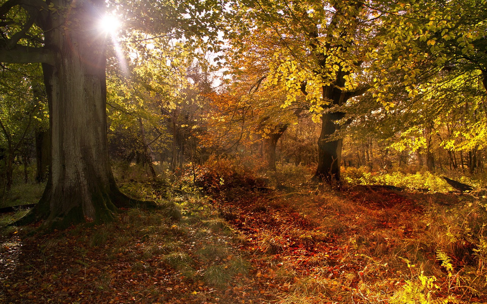 forest autumn nature