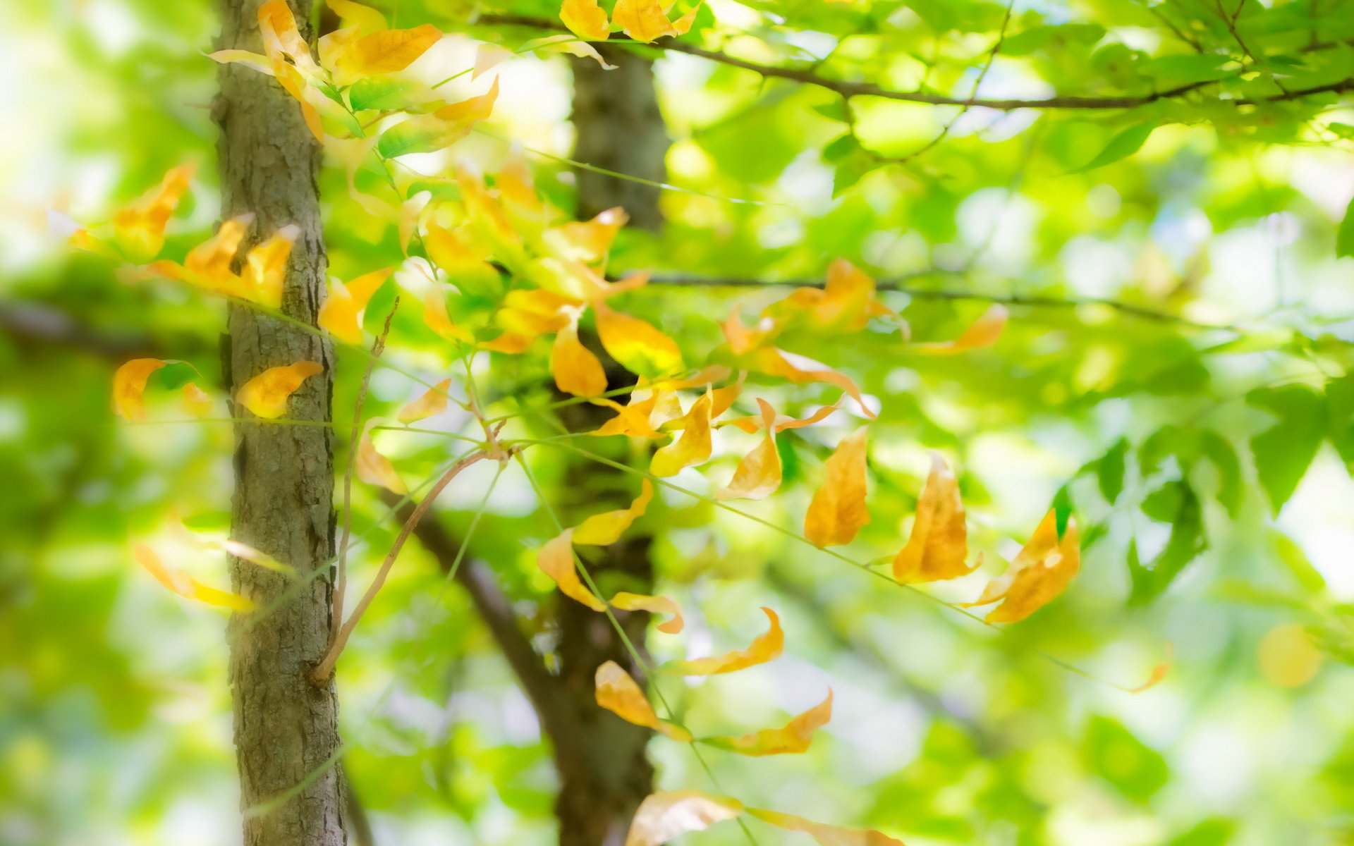 feuilles nature été