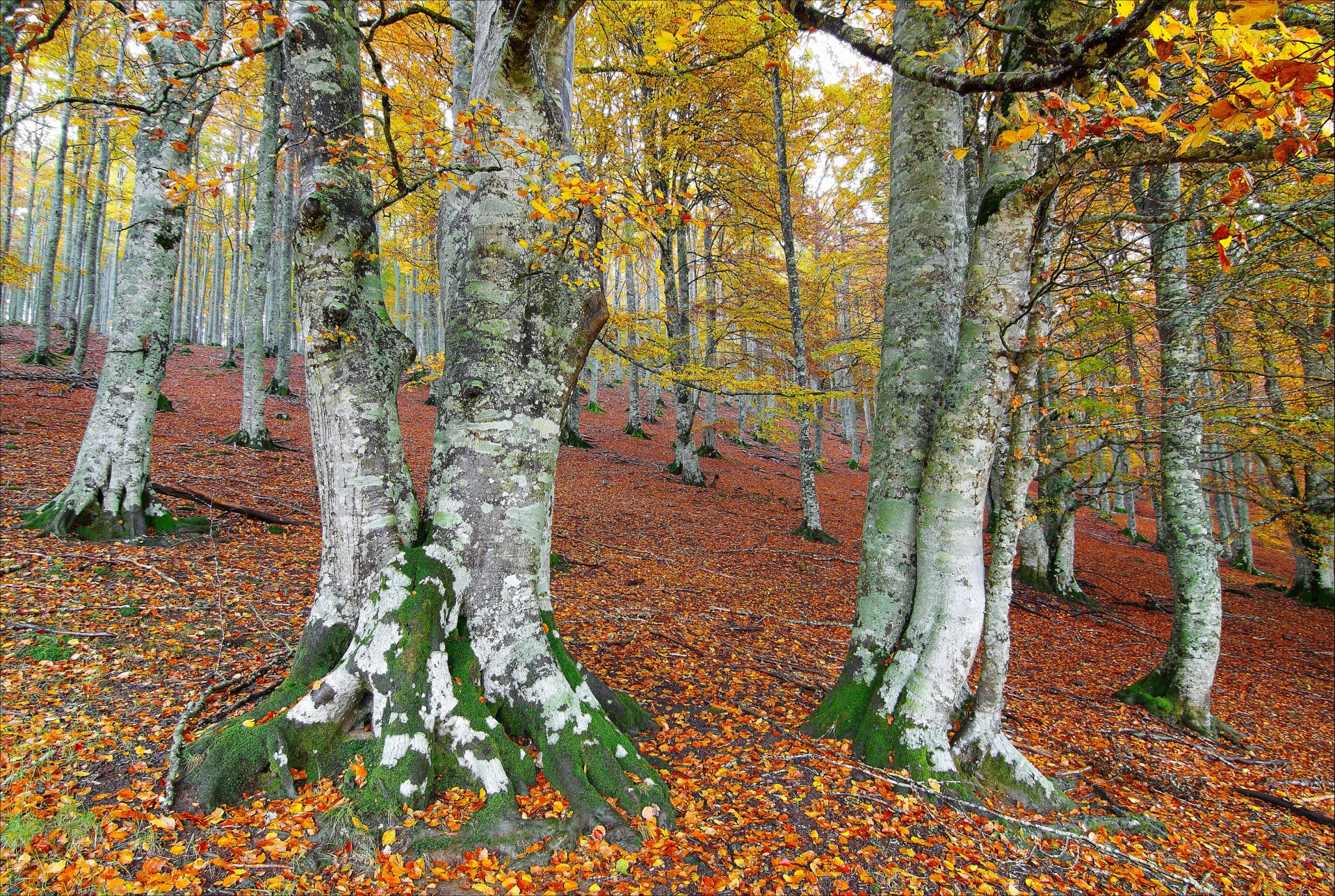 autumn forest tree leaves slope hill