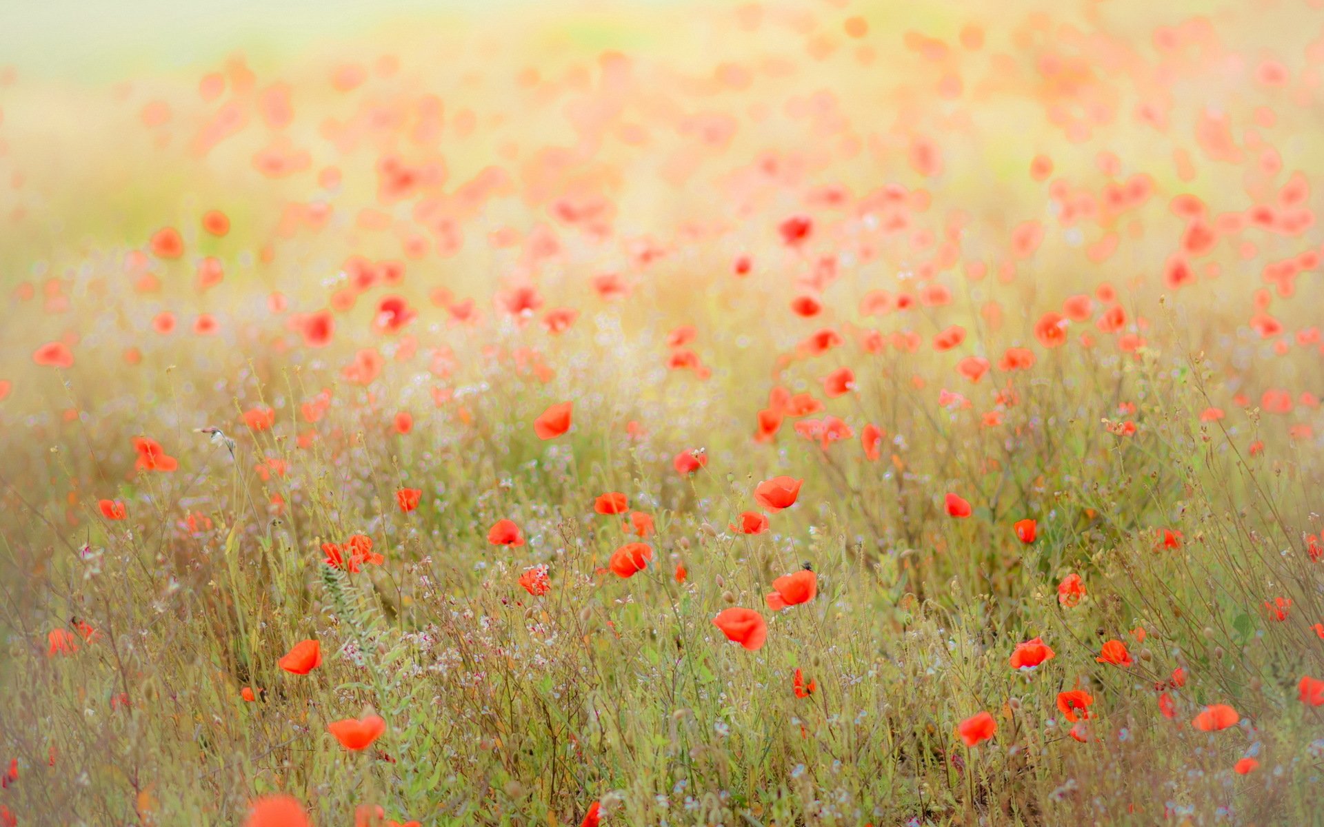 the field poppies nature landscape