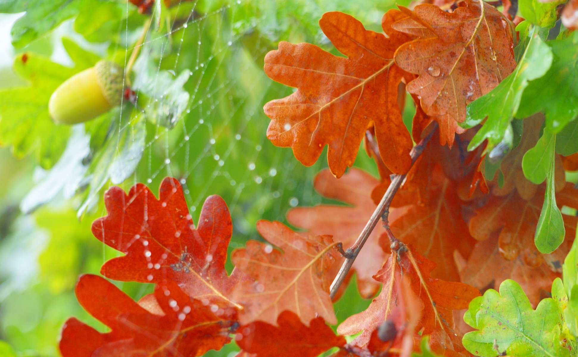 oak leaves acorn web autumn