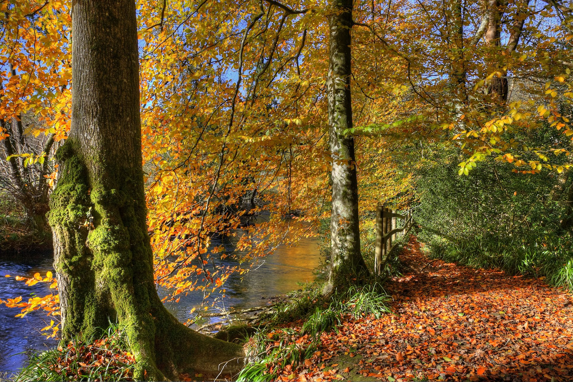 teich fluss park wald bäume blätter herbst