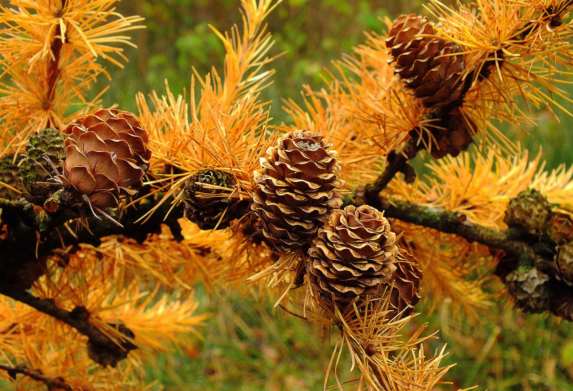 branche aiguilles cône aiguilles automne gros plan