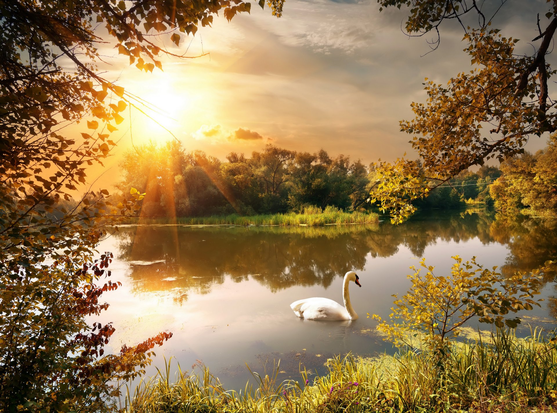 autunno parco stagno raggi di sole cigno alberi rami foglie