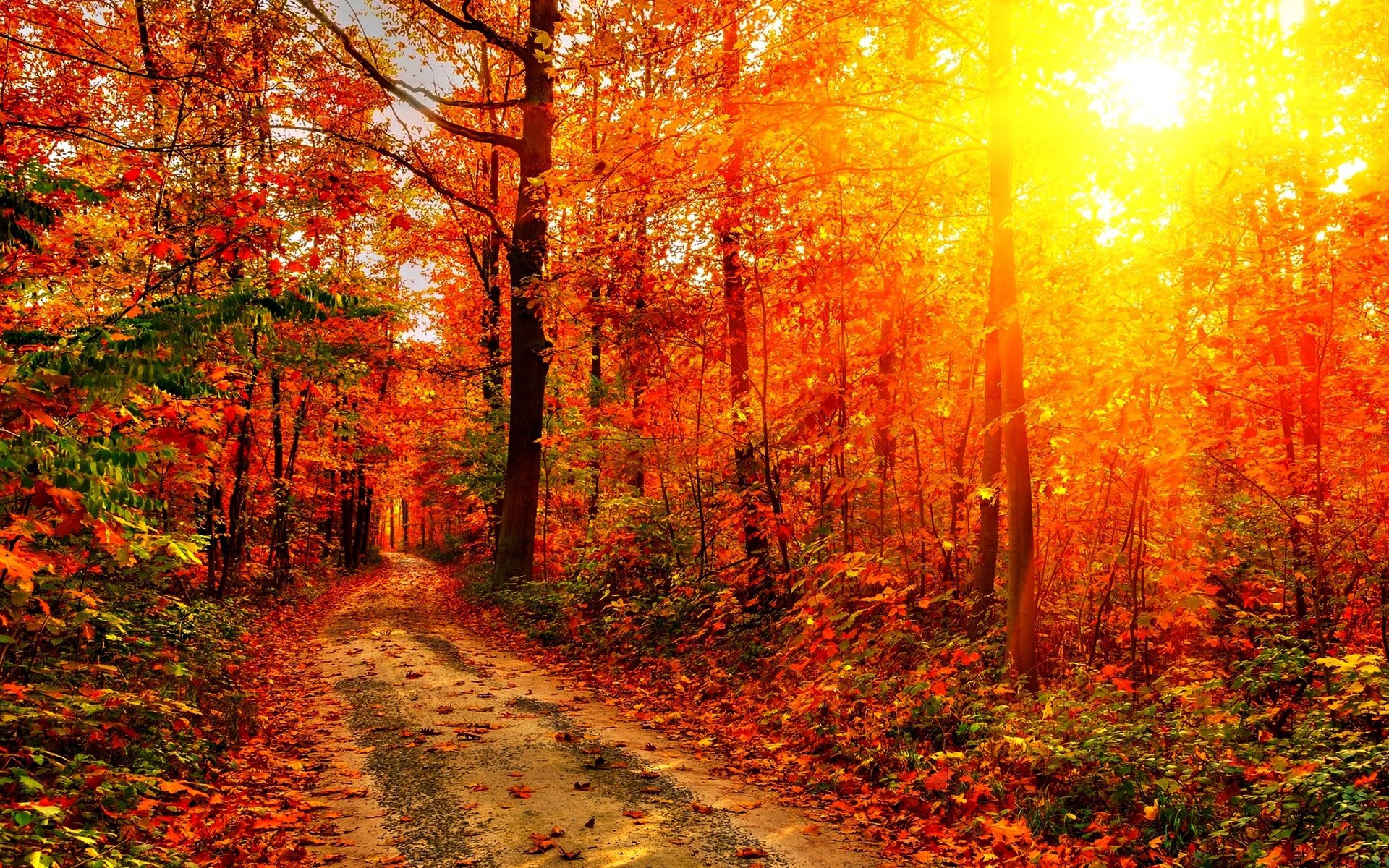 wald bäume herbst straße sonnenuntergang sonne strahlen blätter