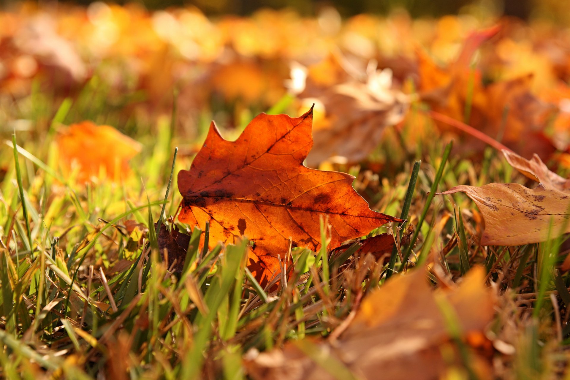 grass leaves autumn close up