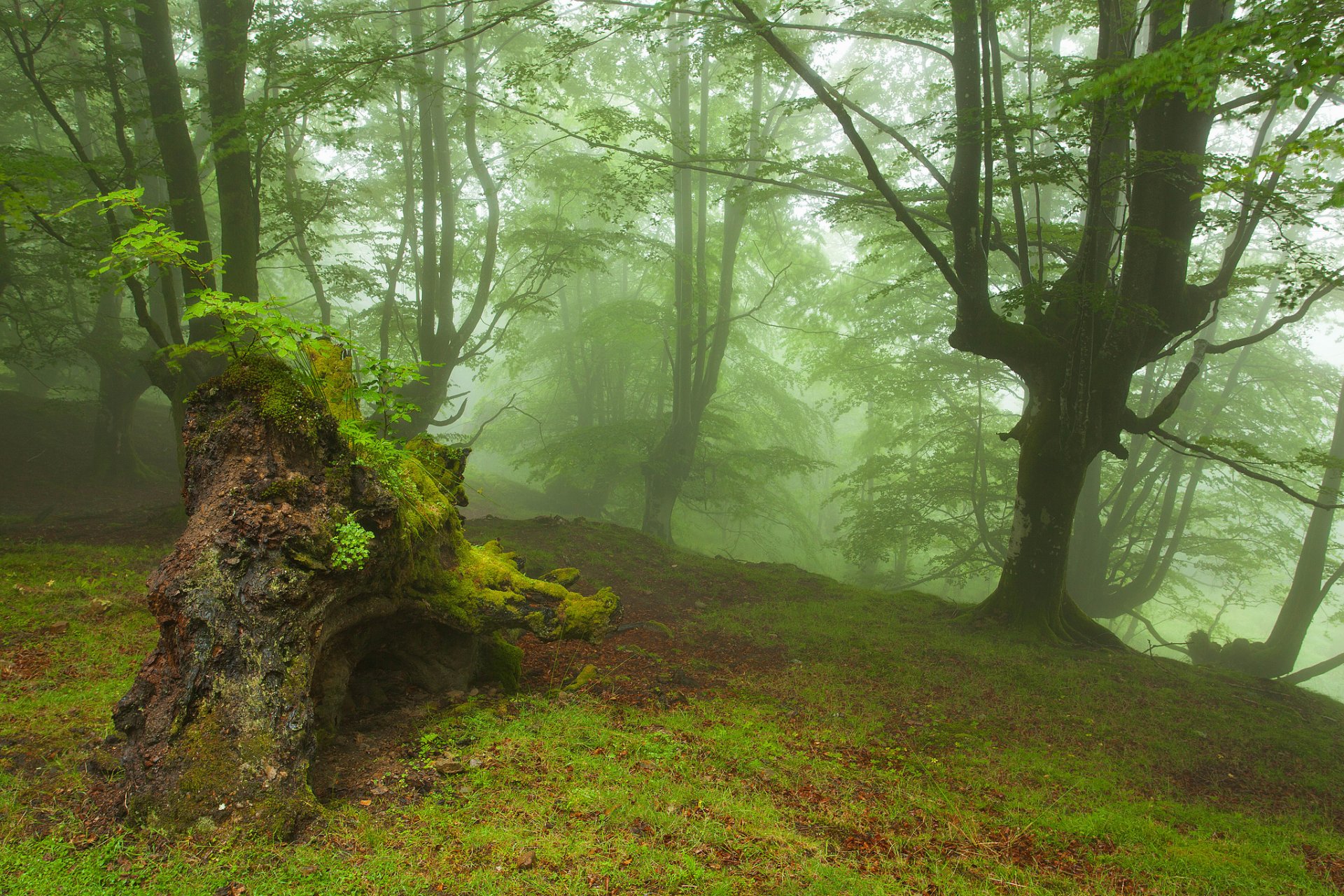 wald bäume herbst nebel treibholz