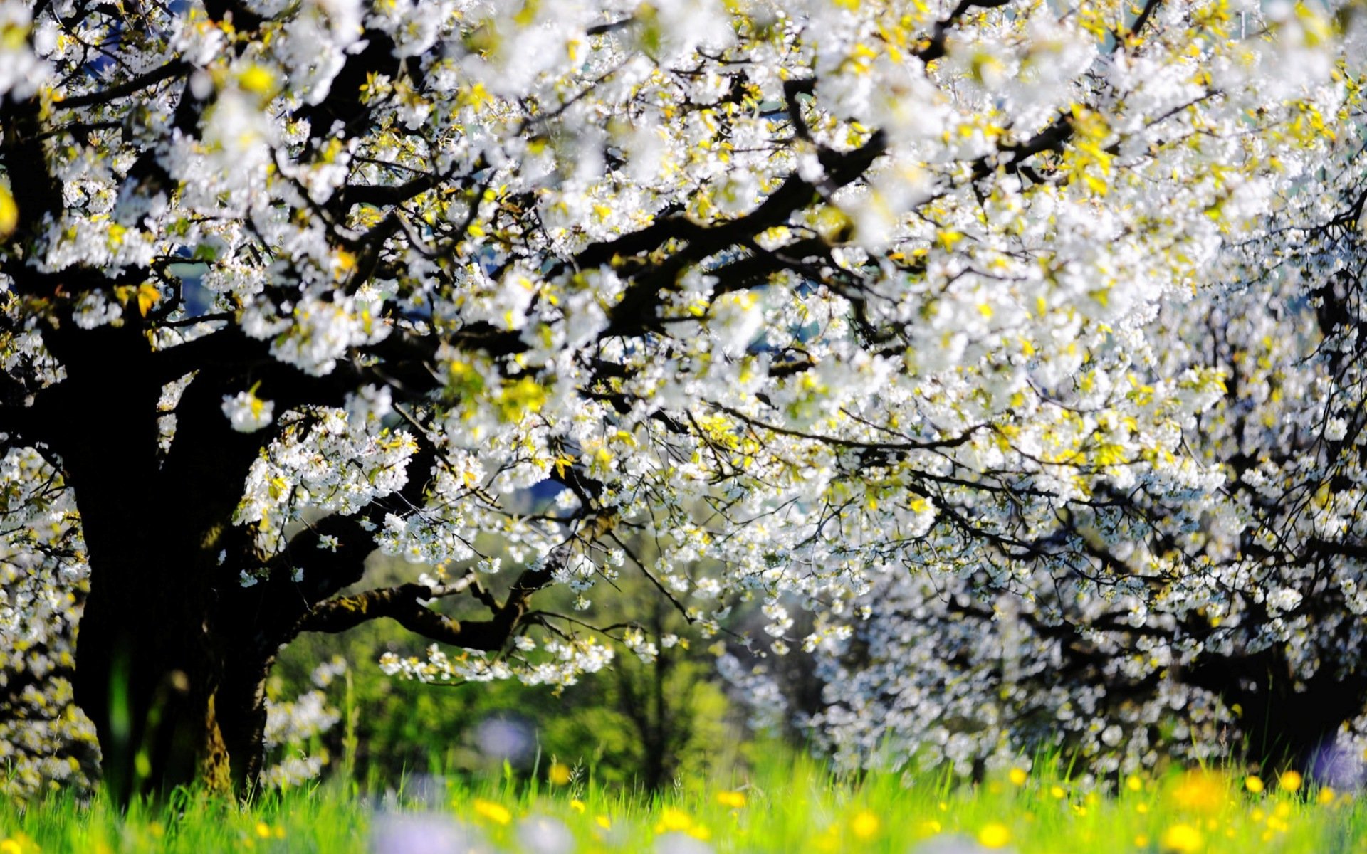 giardino primavera natura