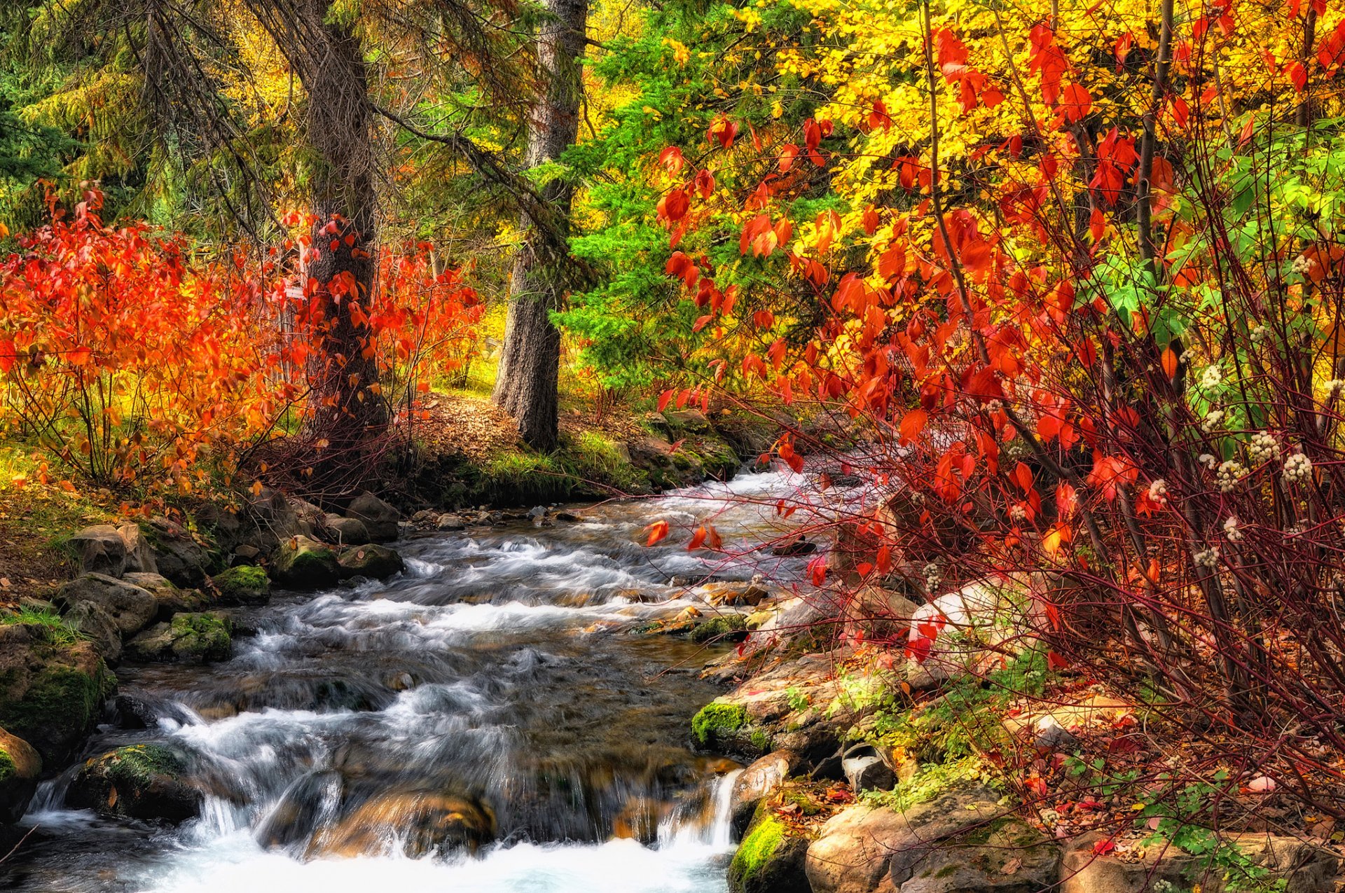 bosque arroyo río otoño