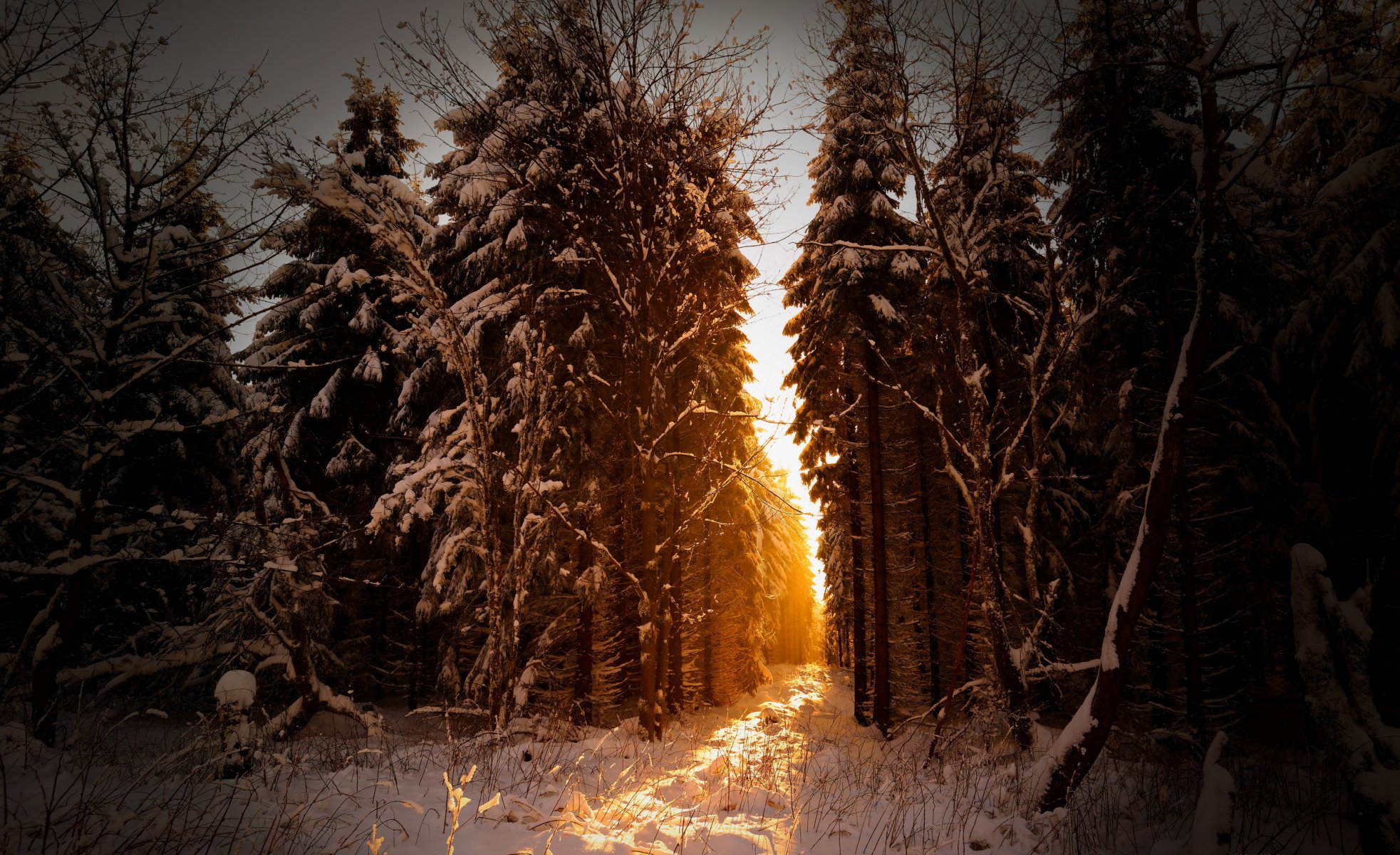 forêt matin neige nature