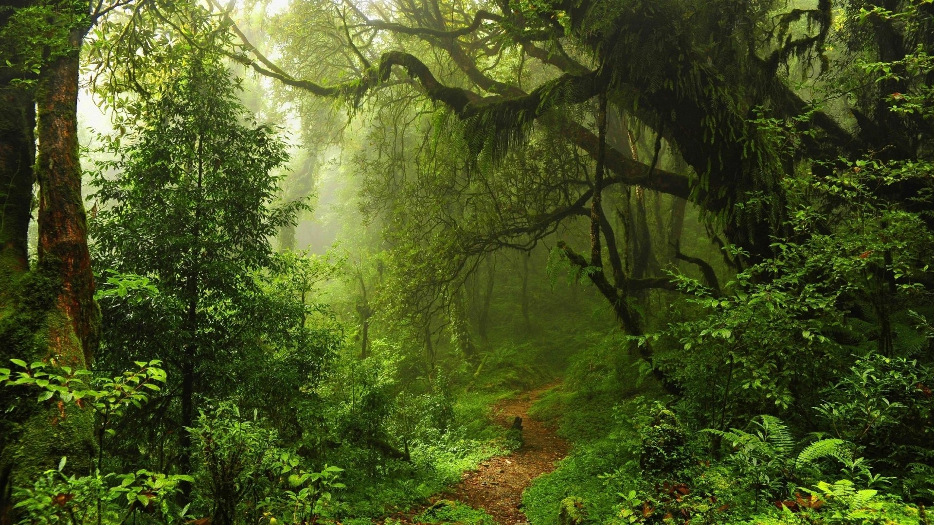 giungla alberi cespugli erba sentiero