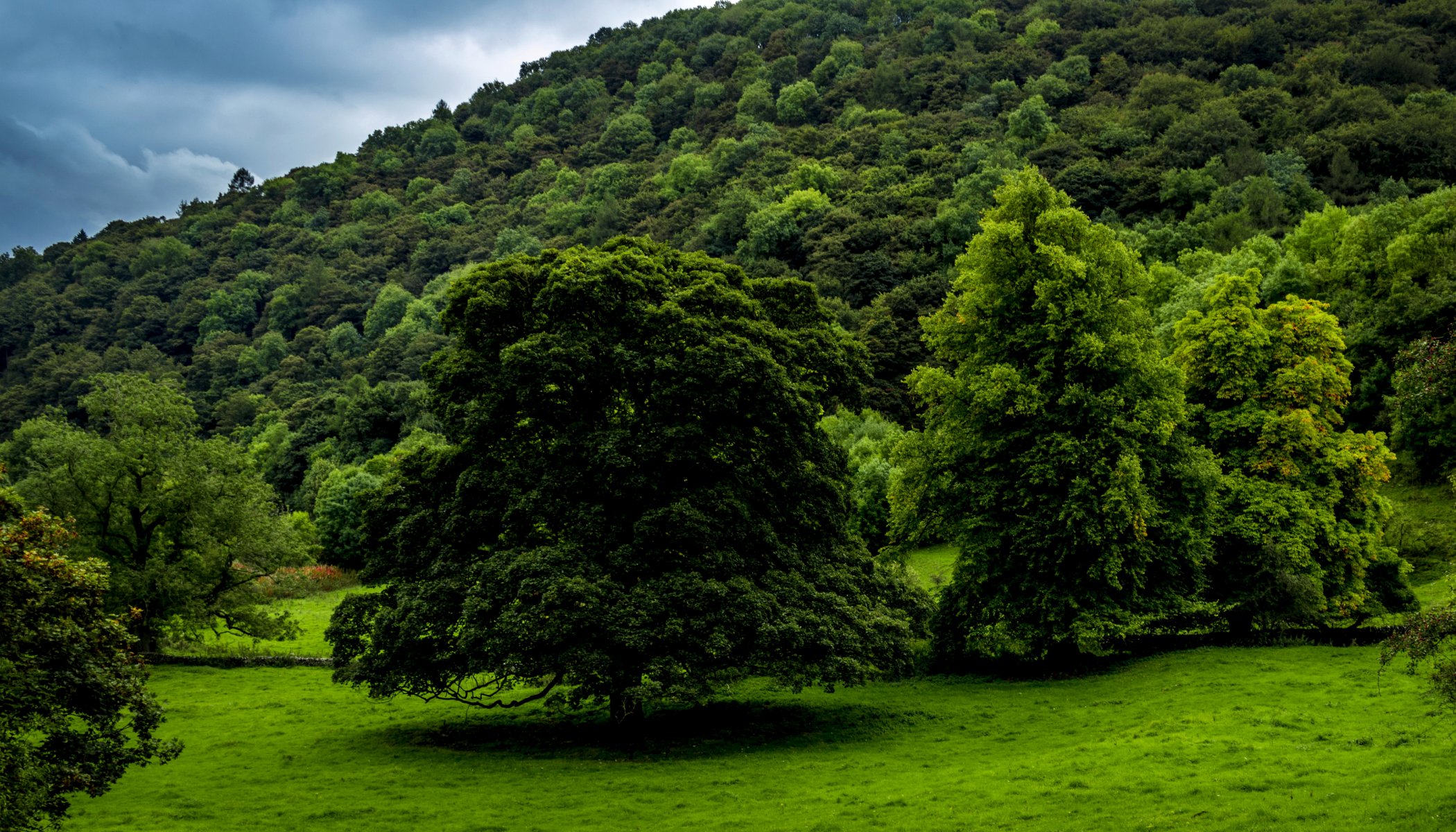 bosque árboles hierba vegetación reino unido derbyshire