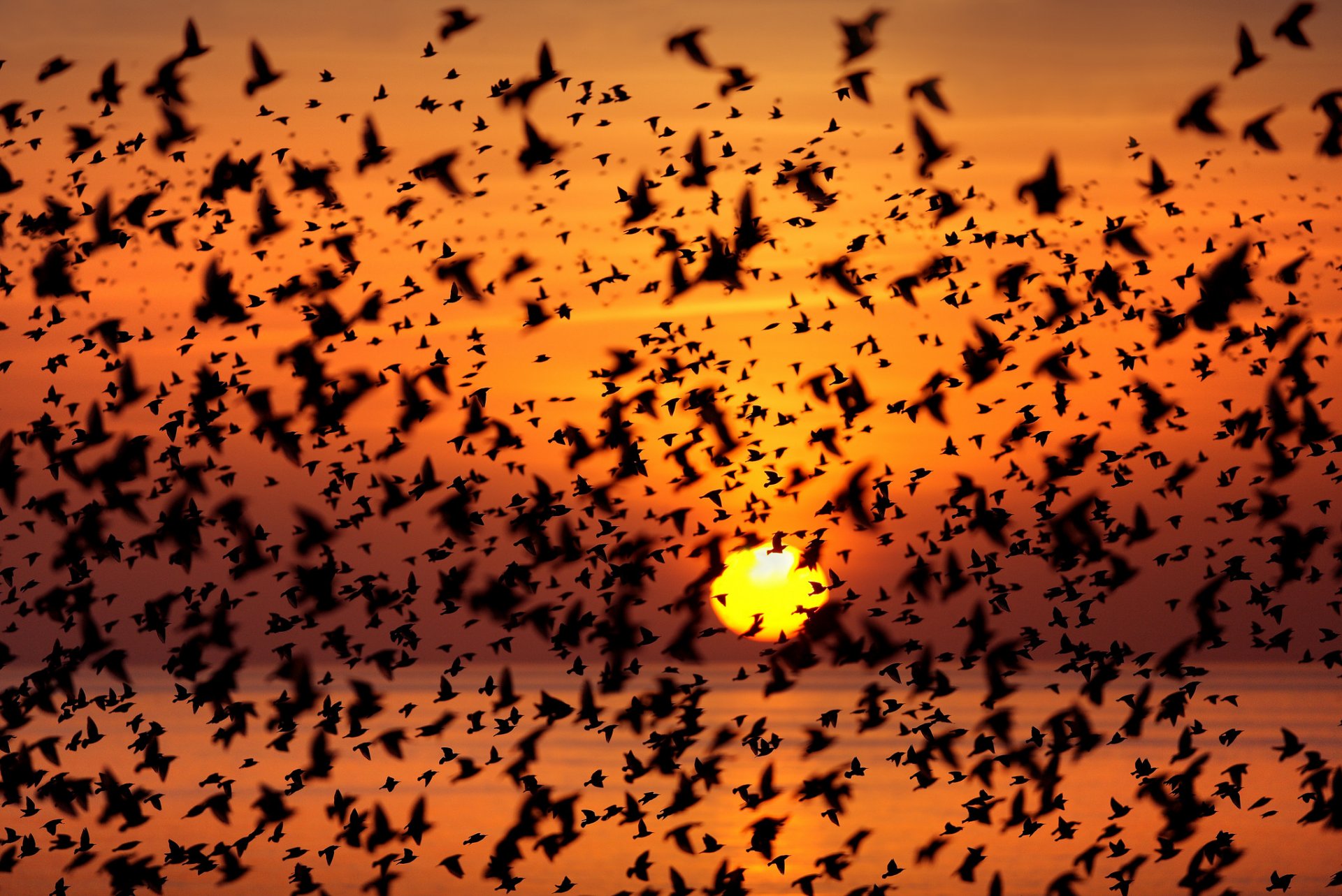 soleil coucher de soleil mer oiseaux troupeau silhouette