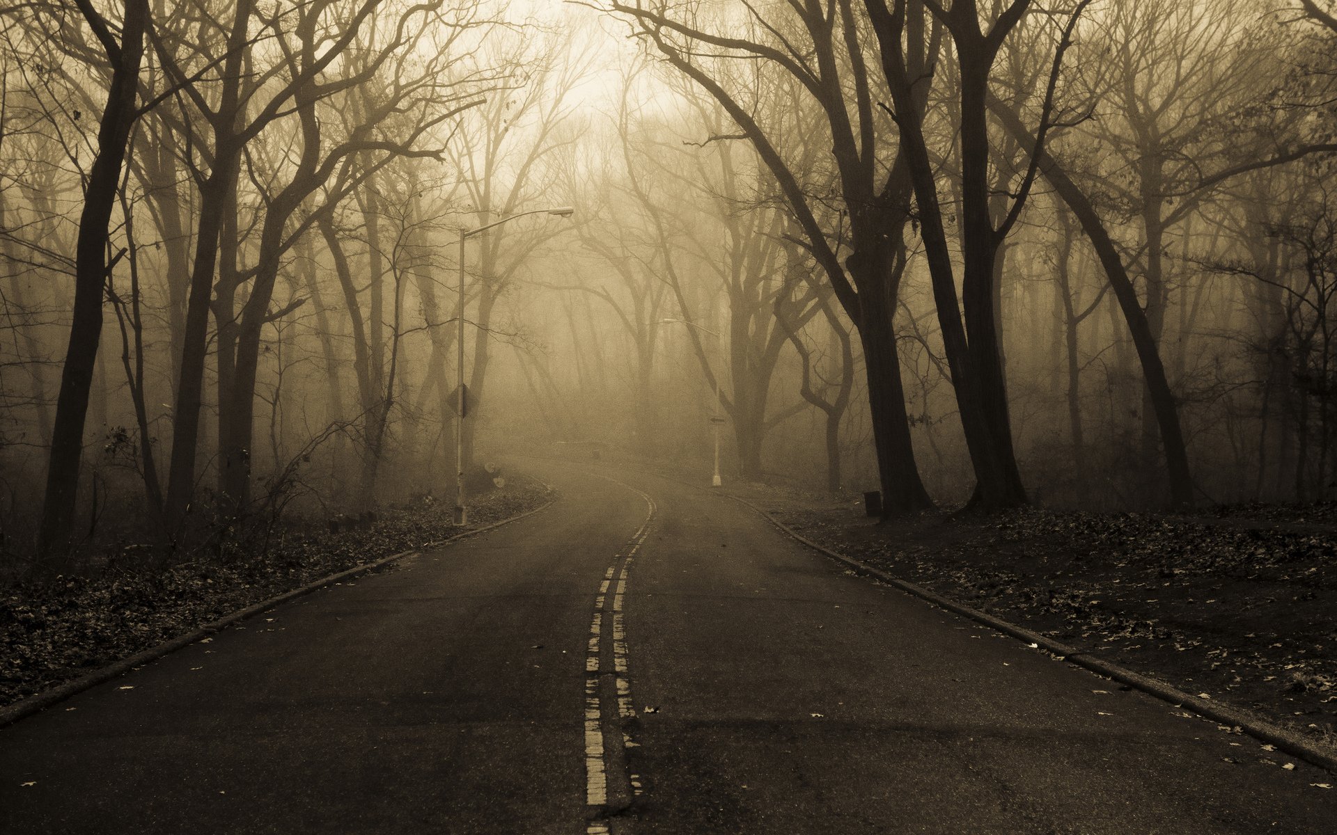 autumn road tree foliage fog