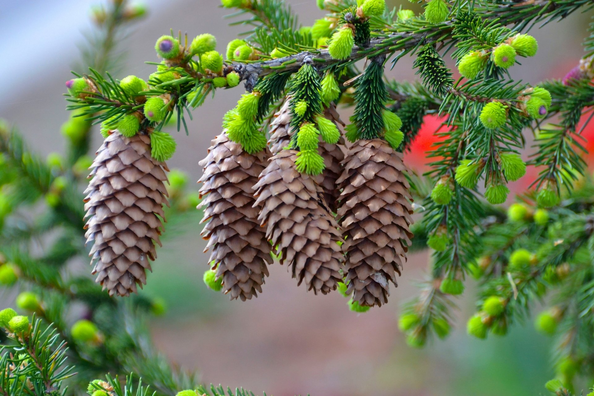 branch cone needle close up