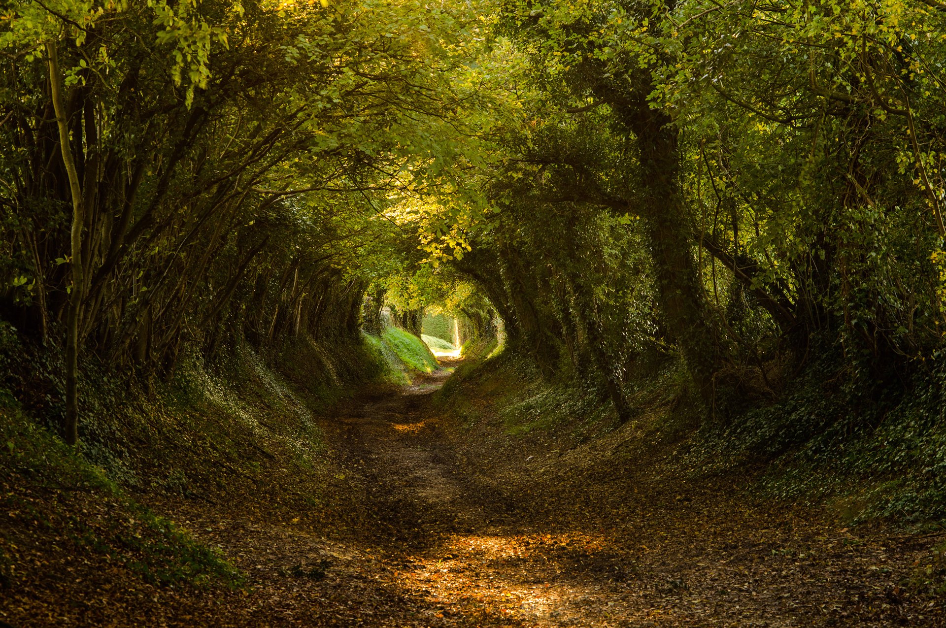 bosque árboles camino túnel