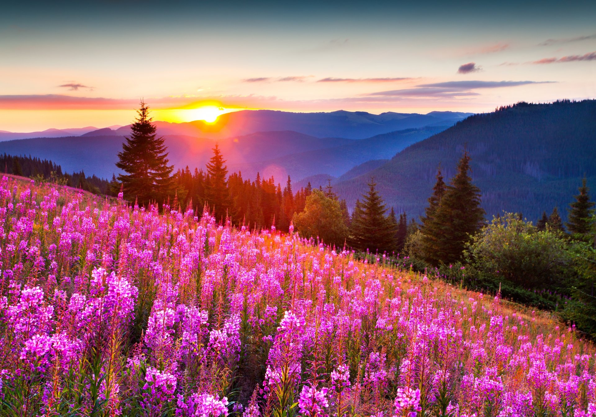 nature montagnes été lumière soleil forêt fleurs photo positif joliment