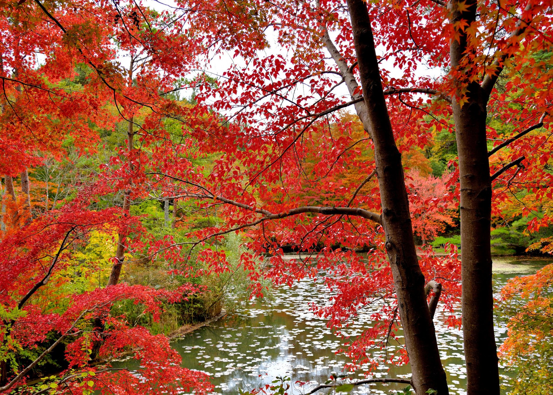 foresta alberi foglie autunno scarlatto acqua