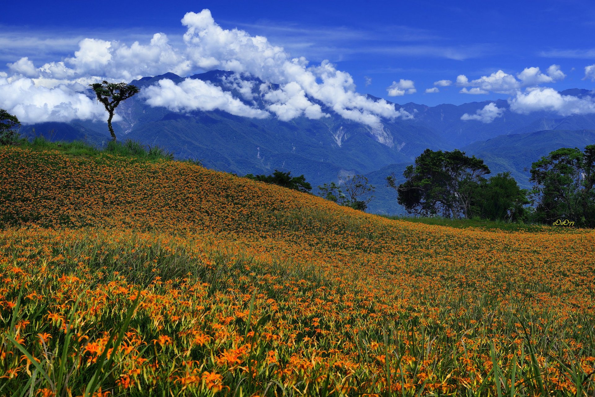 himmel wolken berge bäume wiese blumen